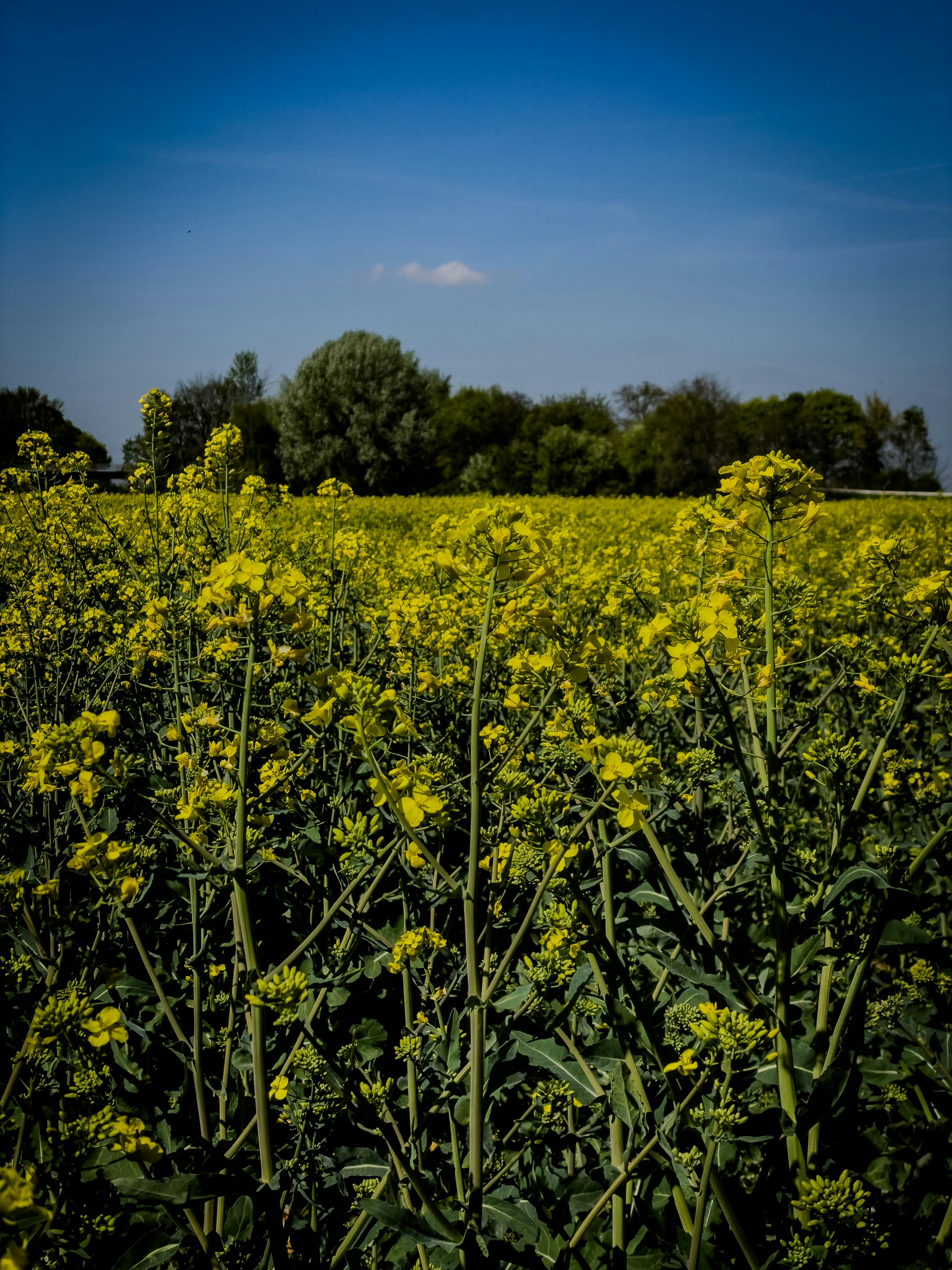 Photo by hdbernd