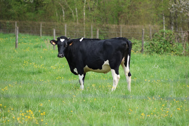 A black and white cow stands in a grassy field.