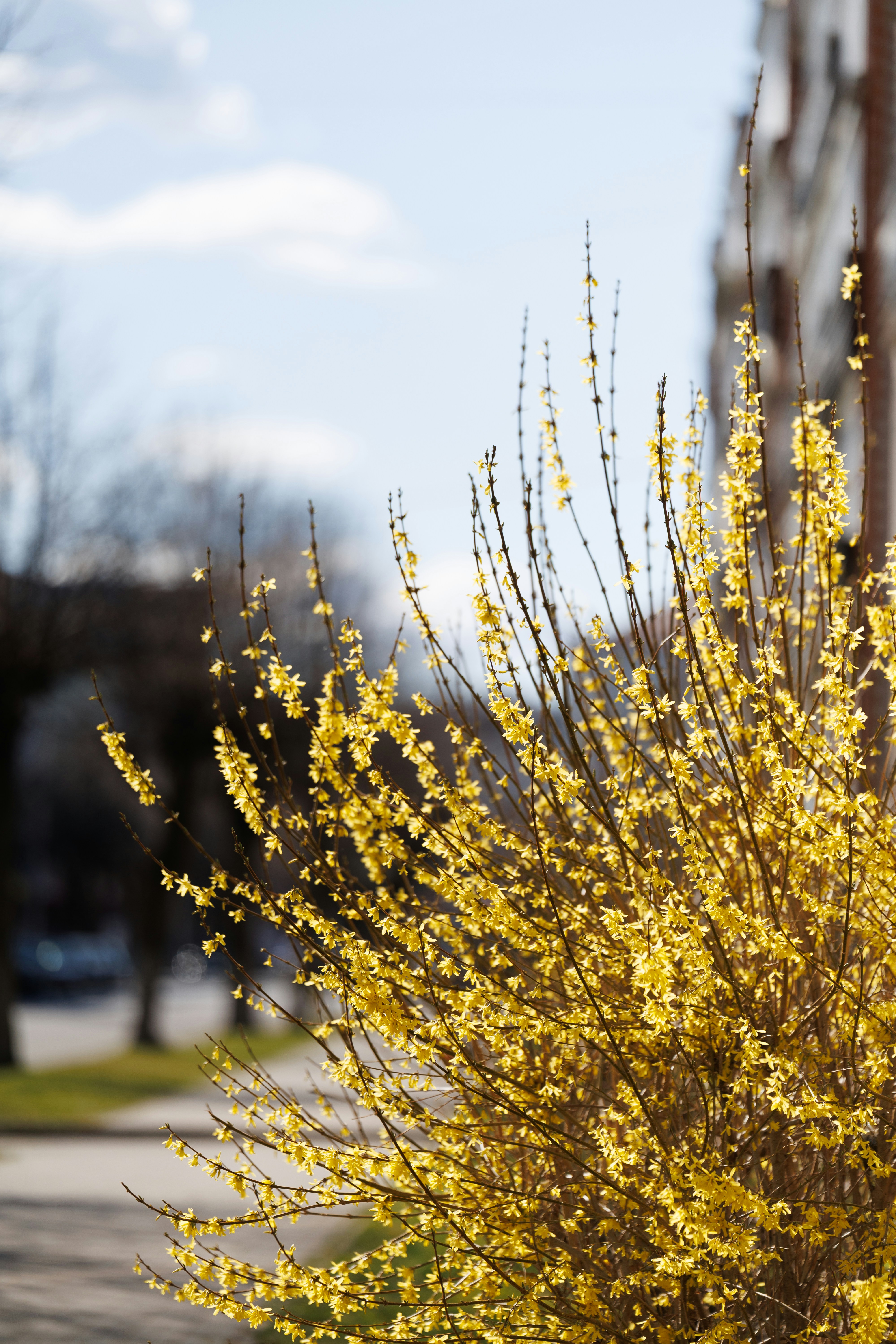 Budget-Friendly Forsythia for Spring Blooms