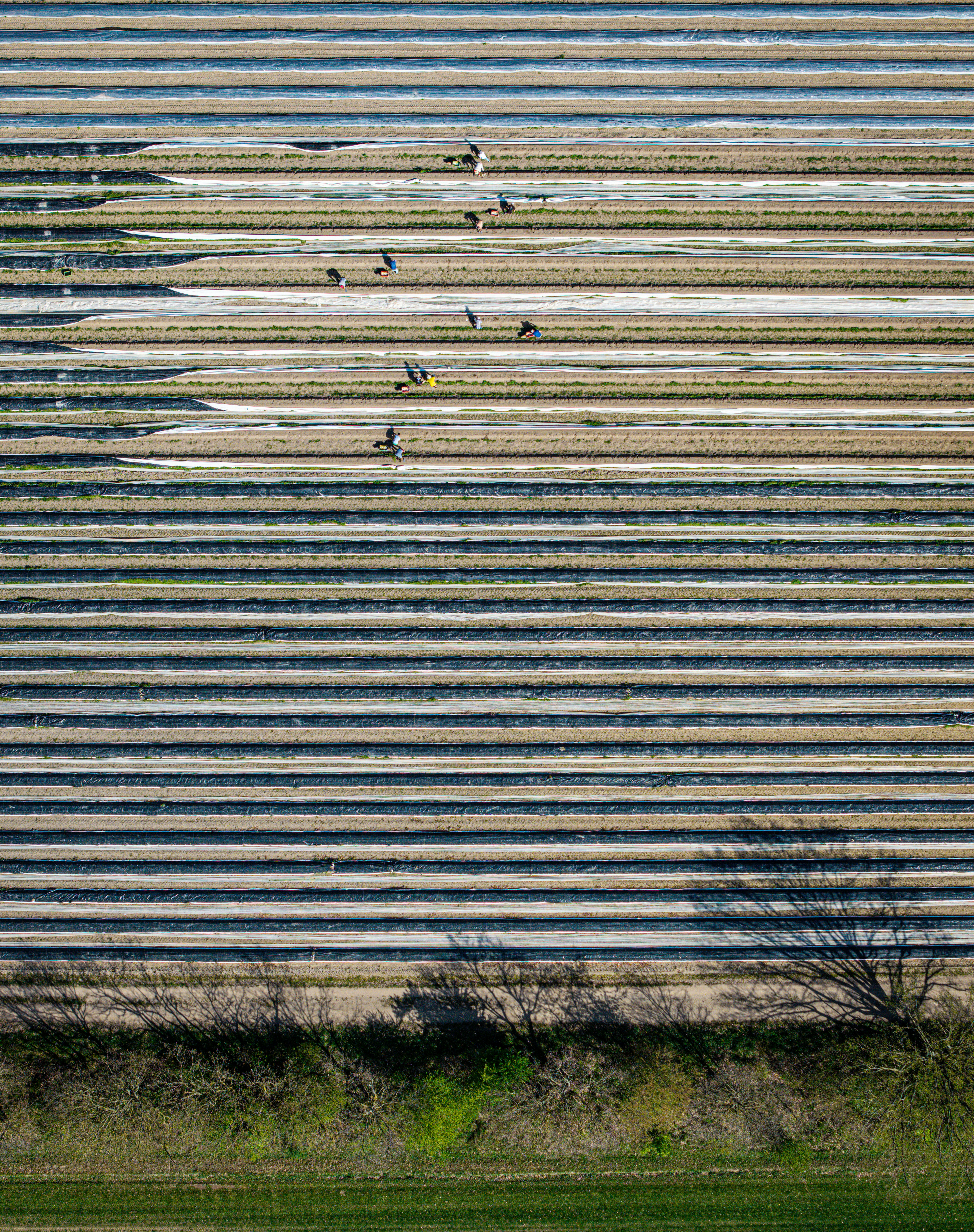 Agricultural workers harvest crops in rows across a large field.
