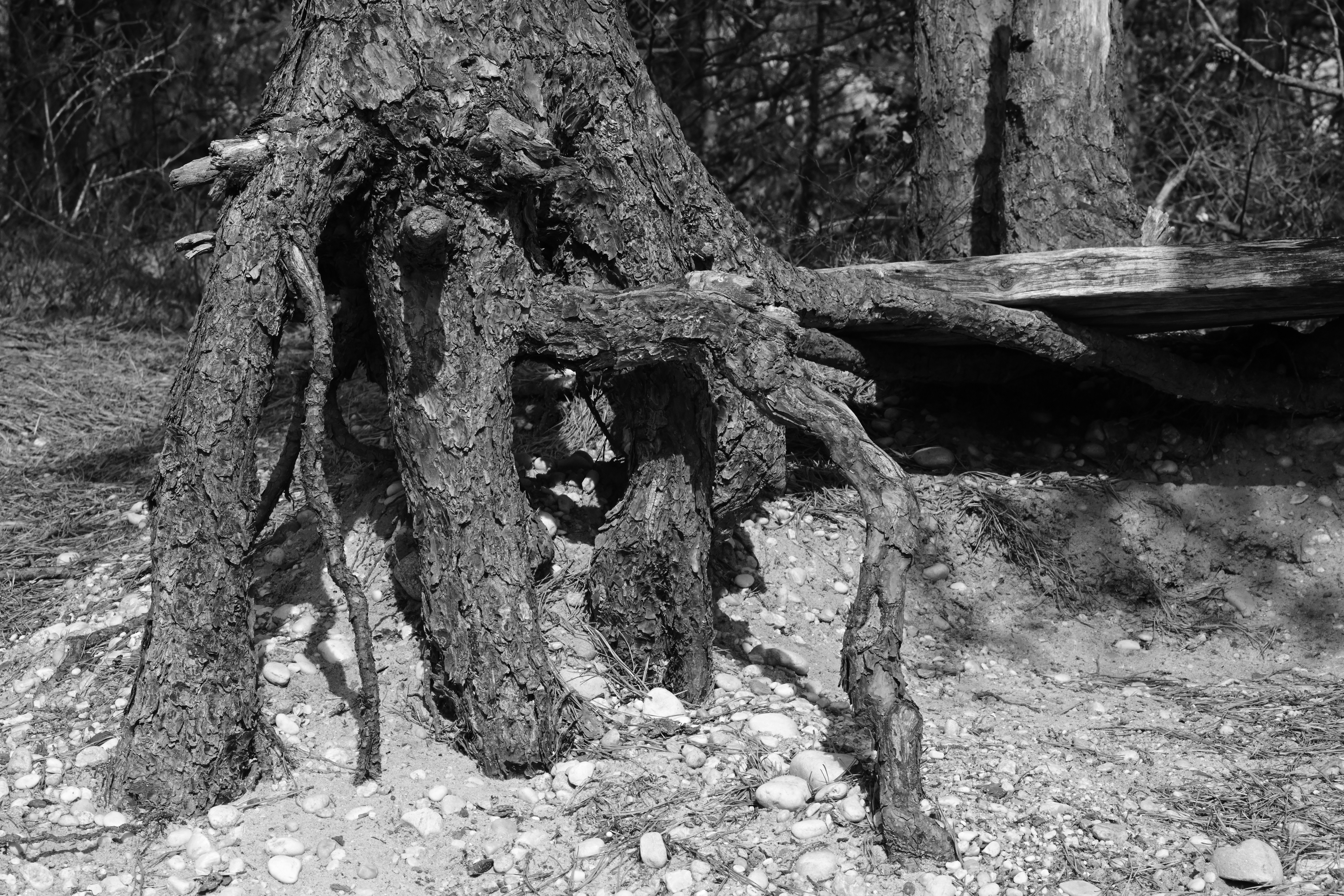 aggressive tree root structures visible on the surface near a sidewalk - how tree roots cause drain blockages