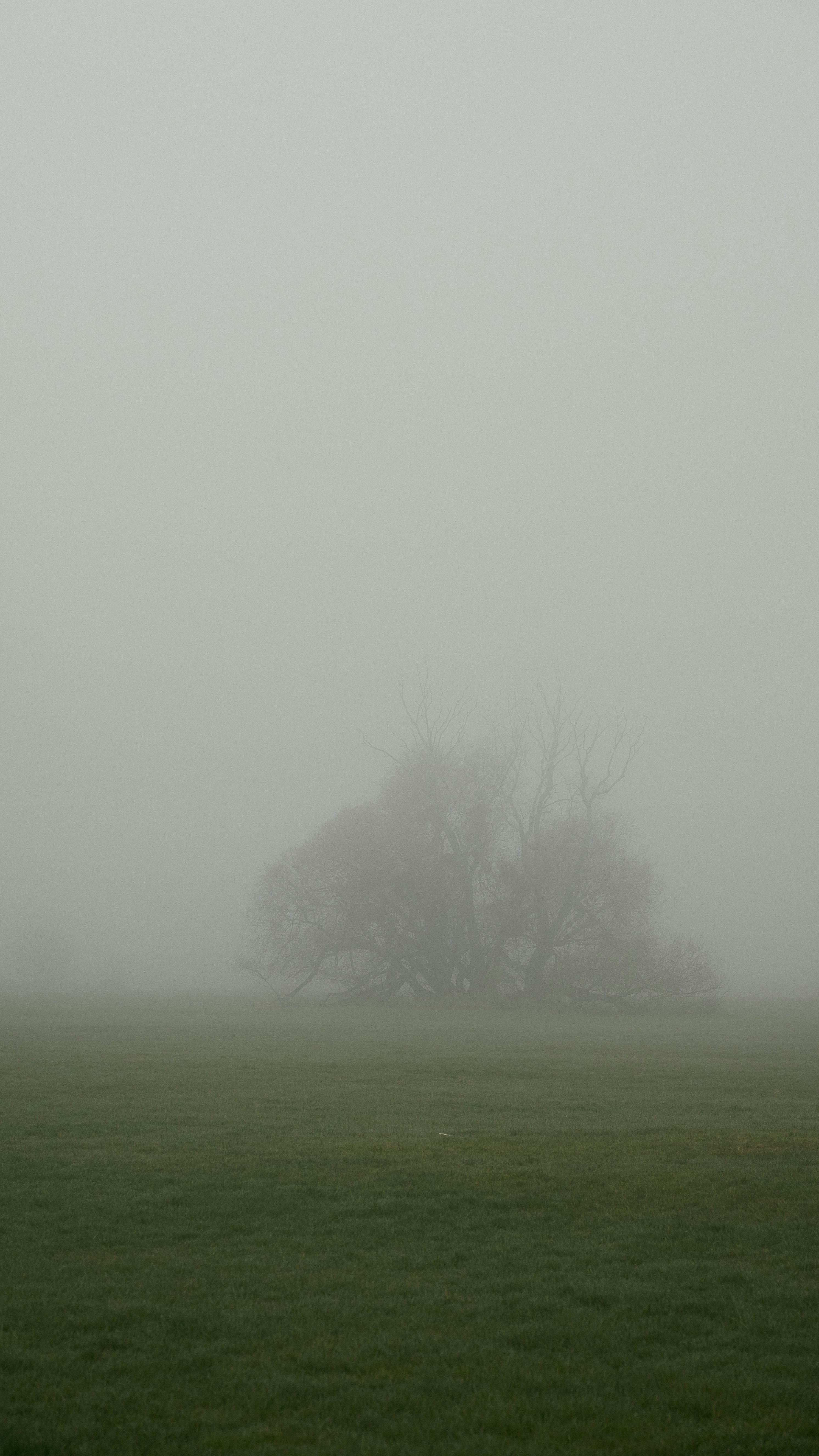 Un albero solitario avvolto nella nebbia su un campo erboso.