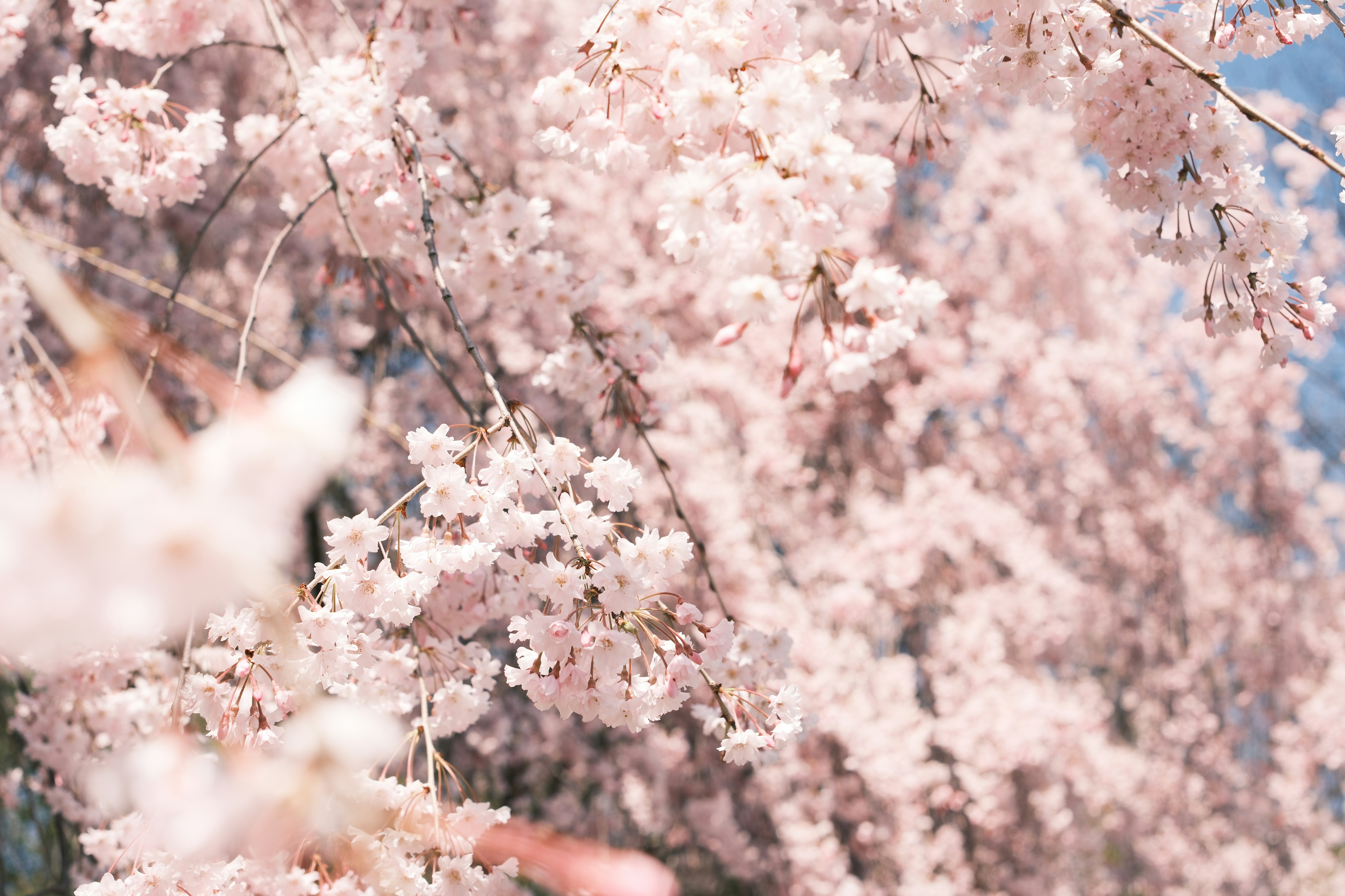 Photo by sawadeeka