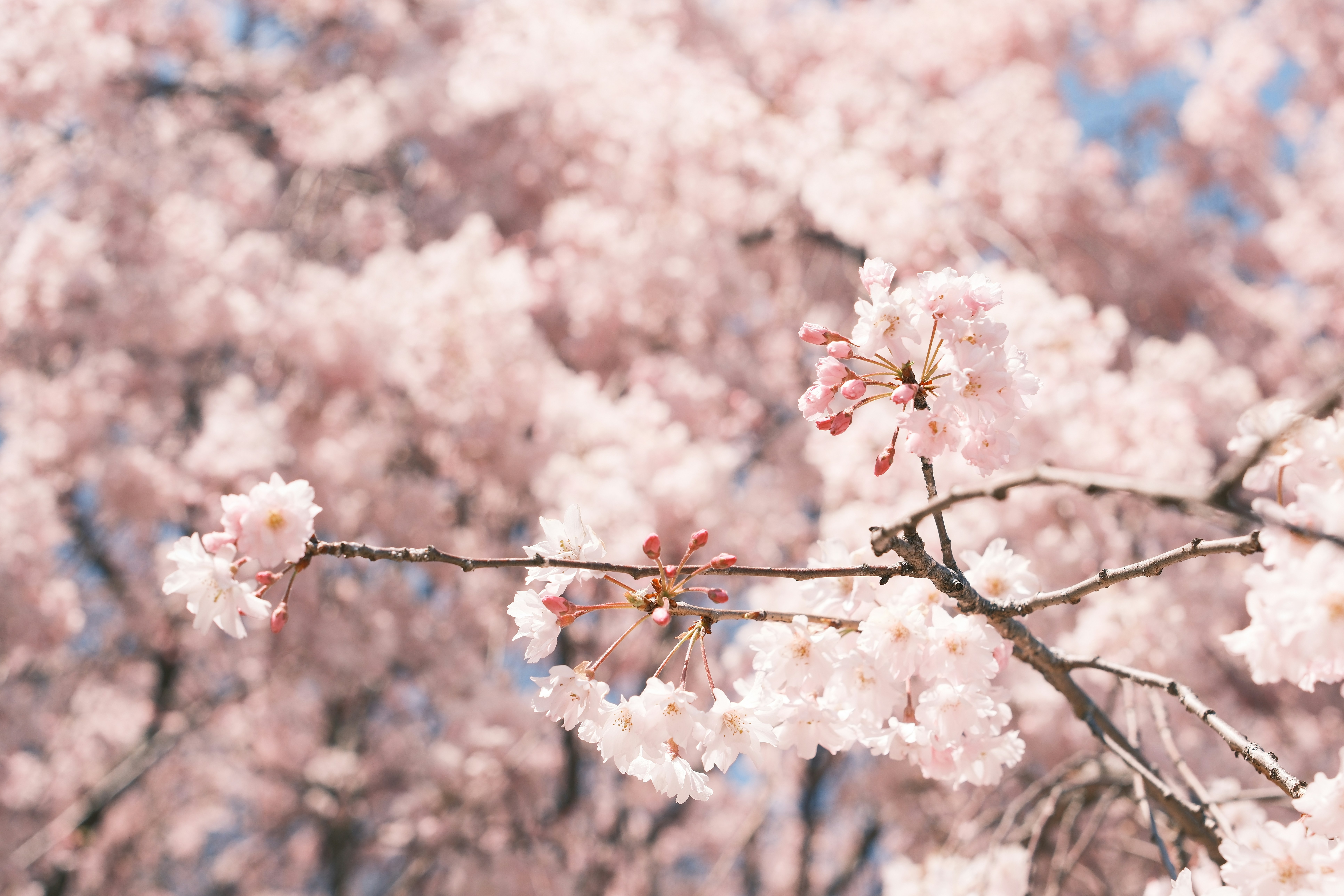 Photo by sawadeeka
