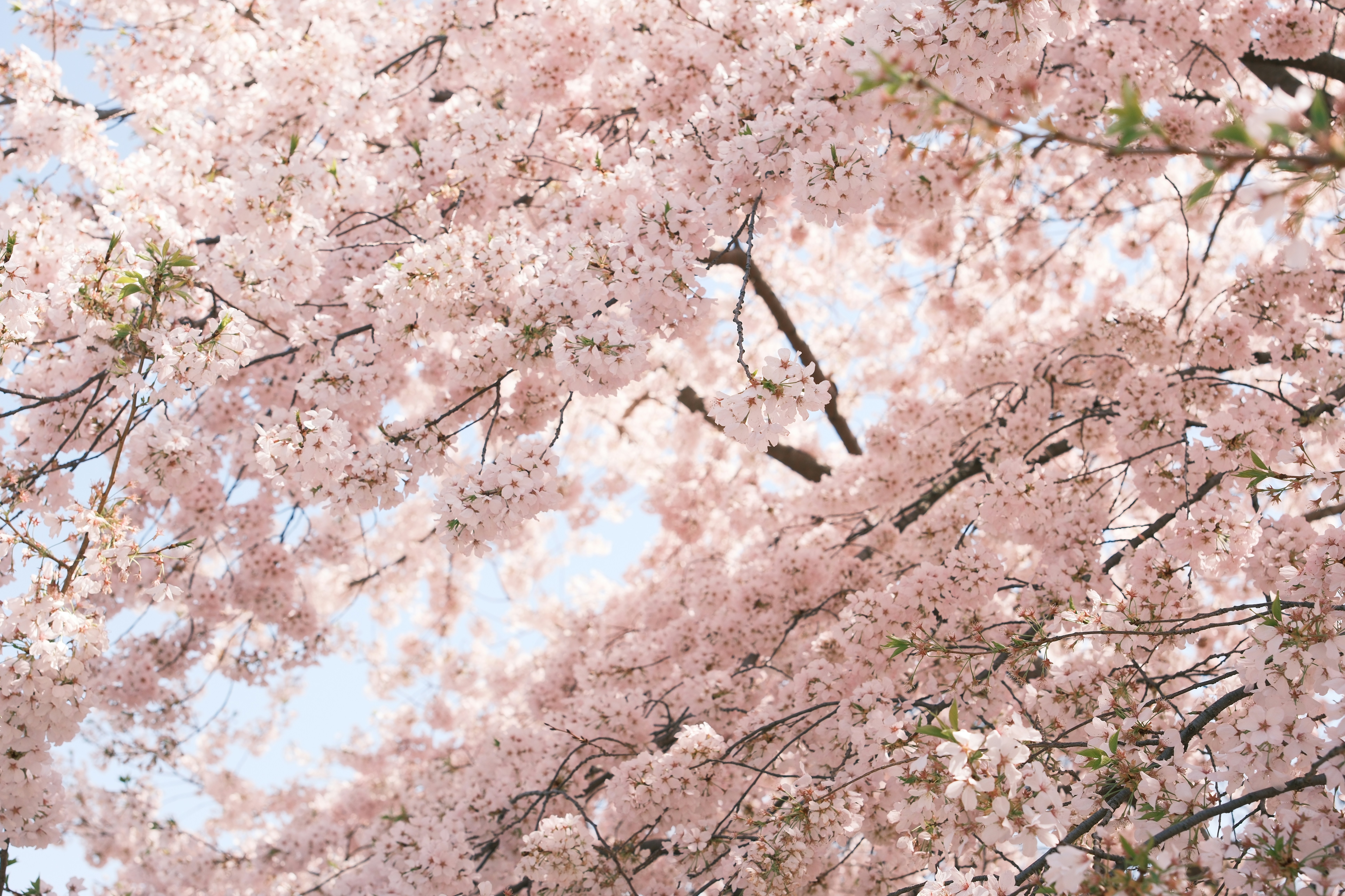 Photo by sawadeeka