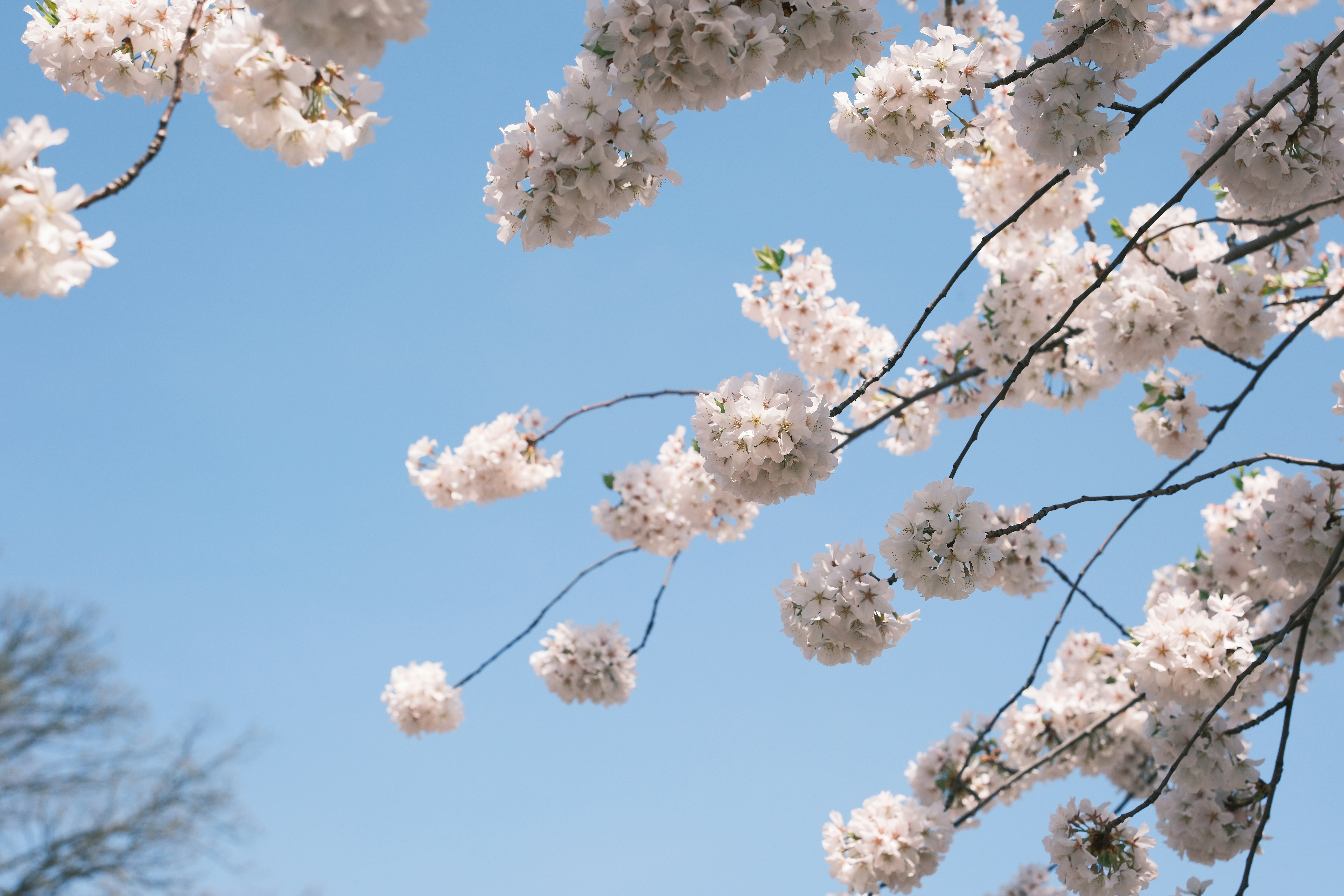 Photo by sawadeeka