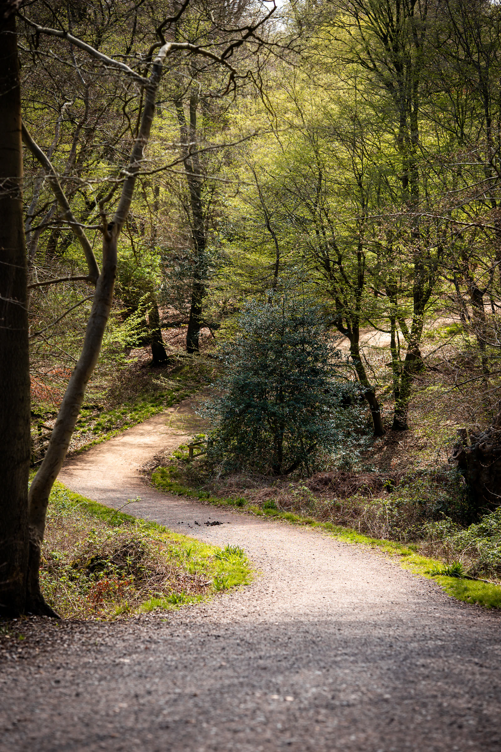 Sonnenbeschienener Waldweg als Symbol für einen ruhigen Neustart nach einem Rückfall