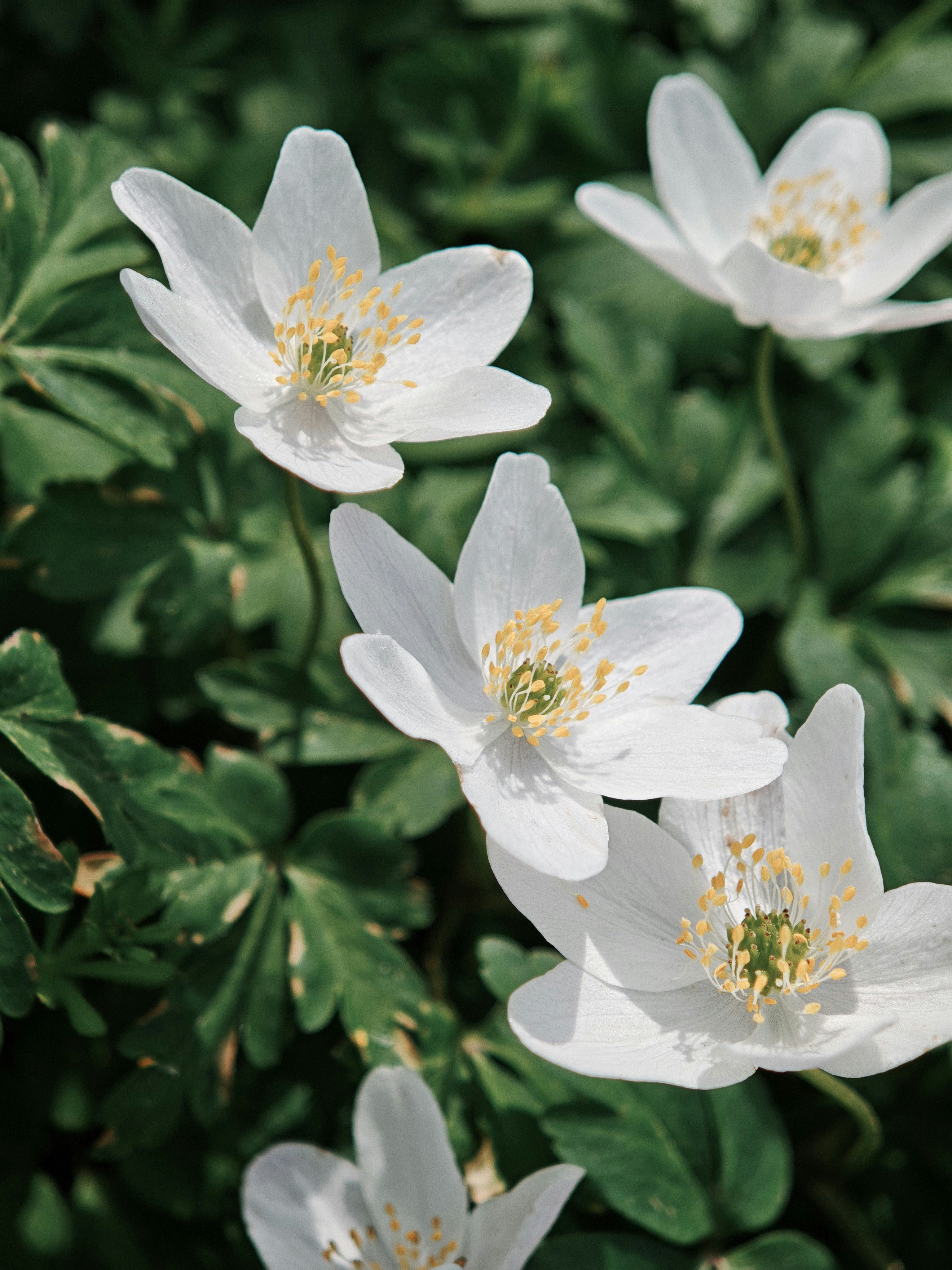 Delicate white wildflowers bloom amidst green foliage.