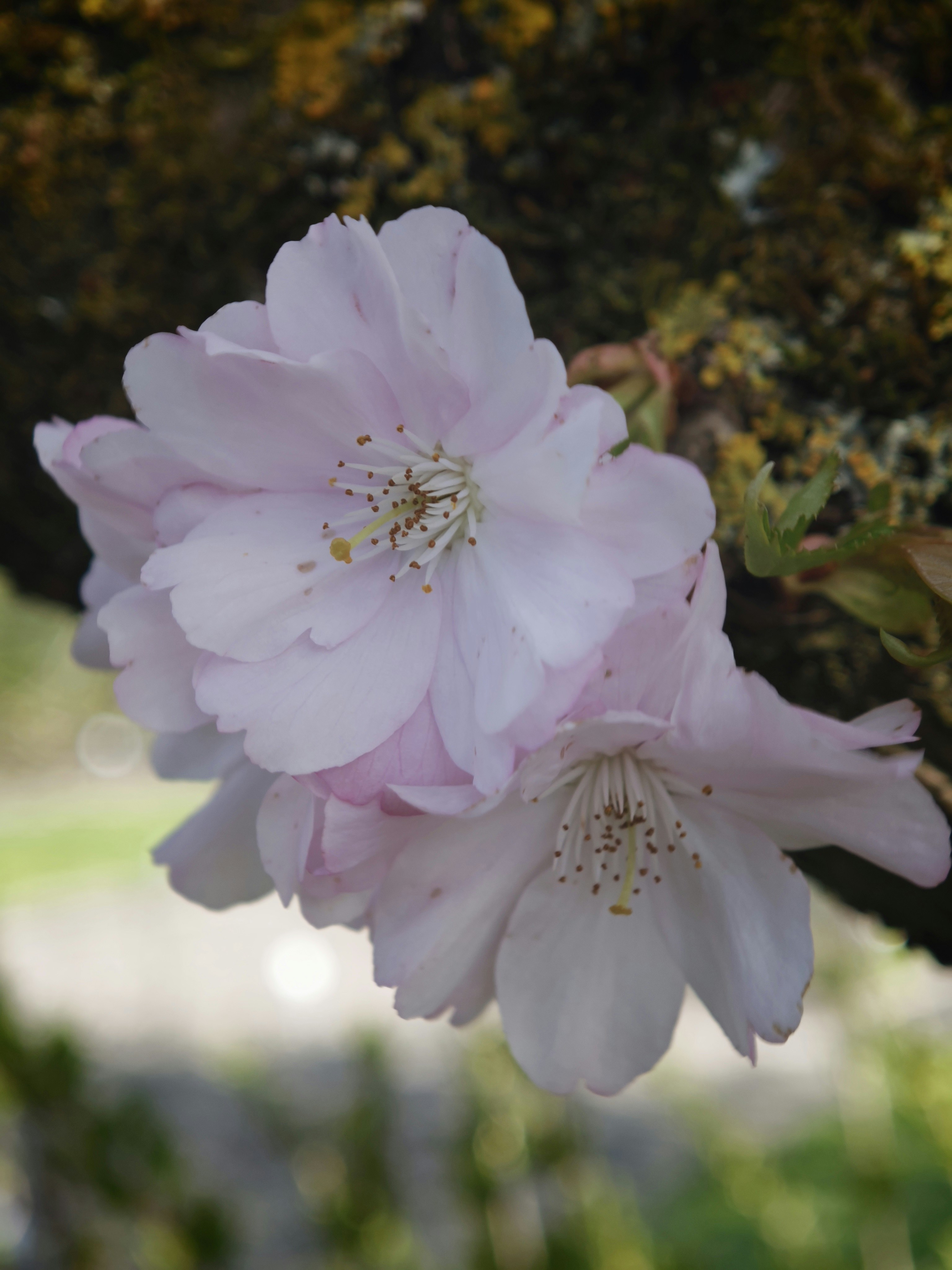 Delicate pink cherry blossoms on a tree branch