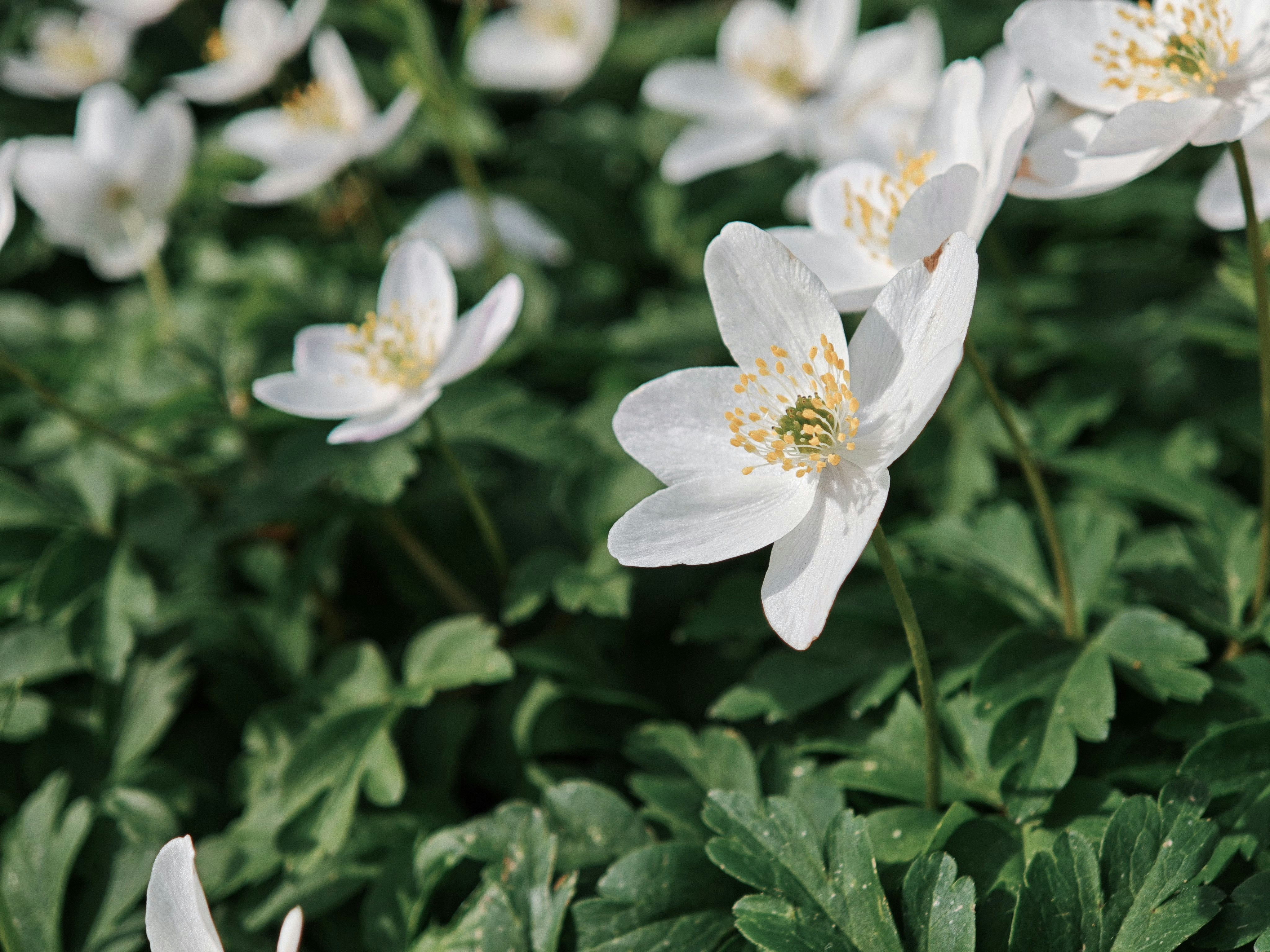 White wildflowers blooming in green foliage