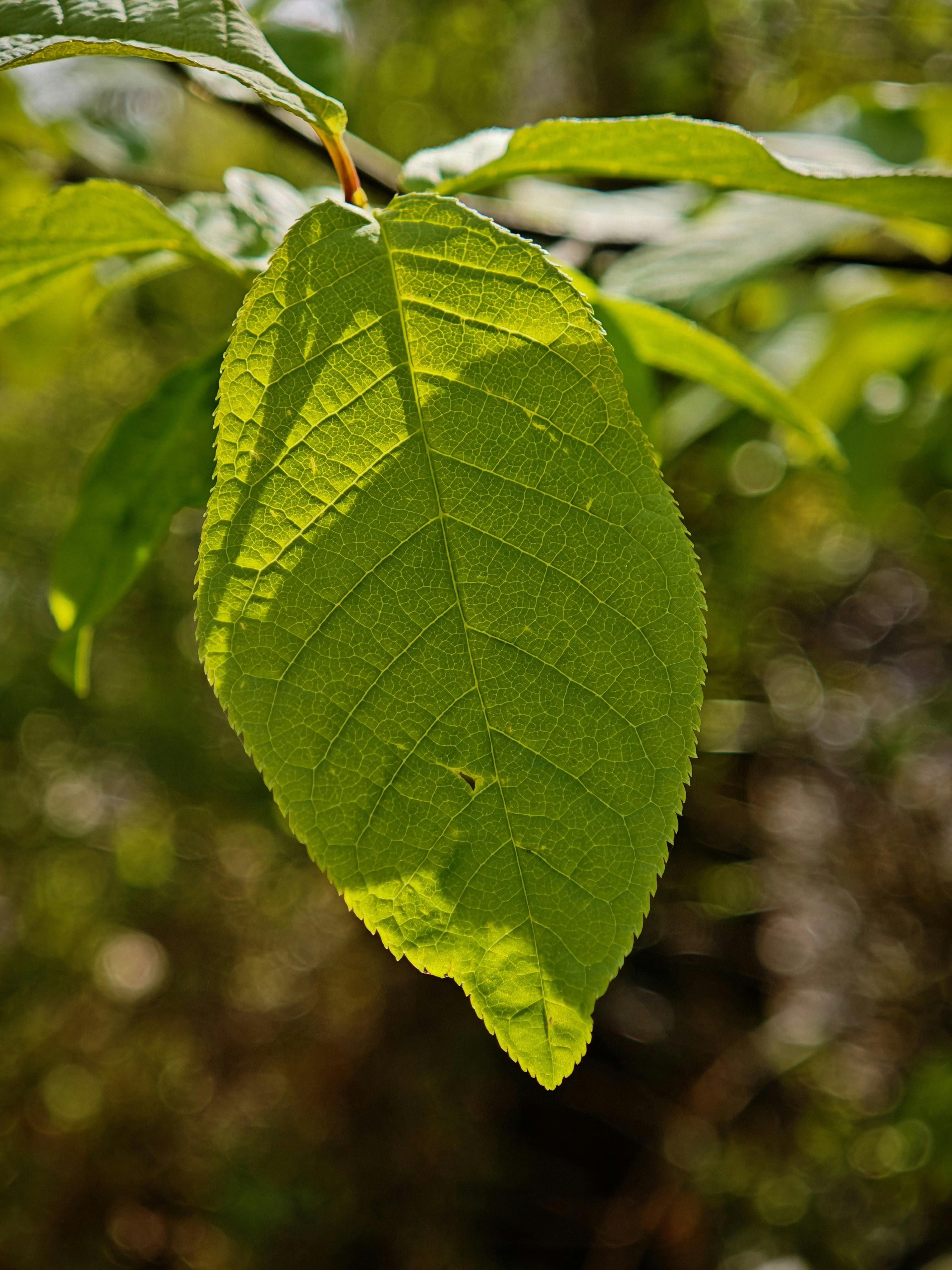 A green leaf backlit by the sun