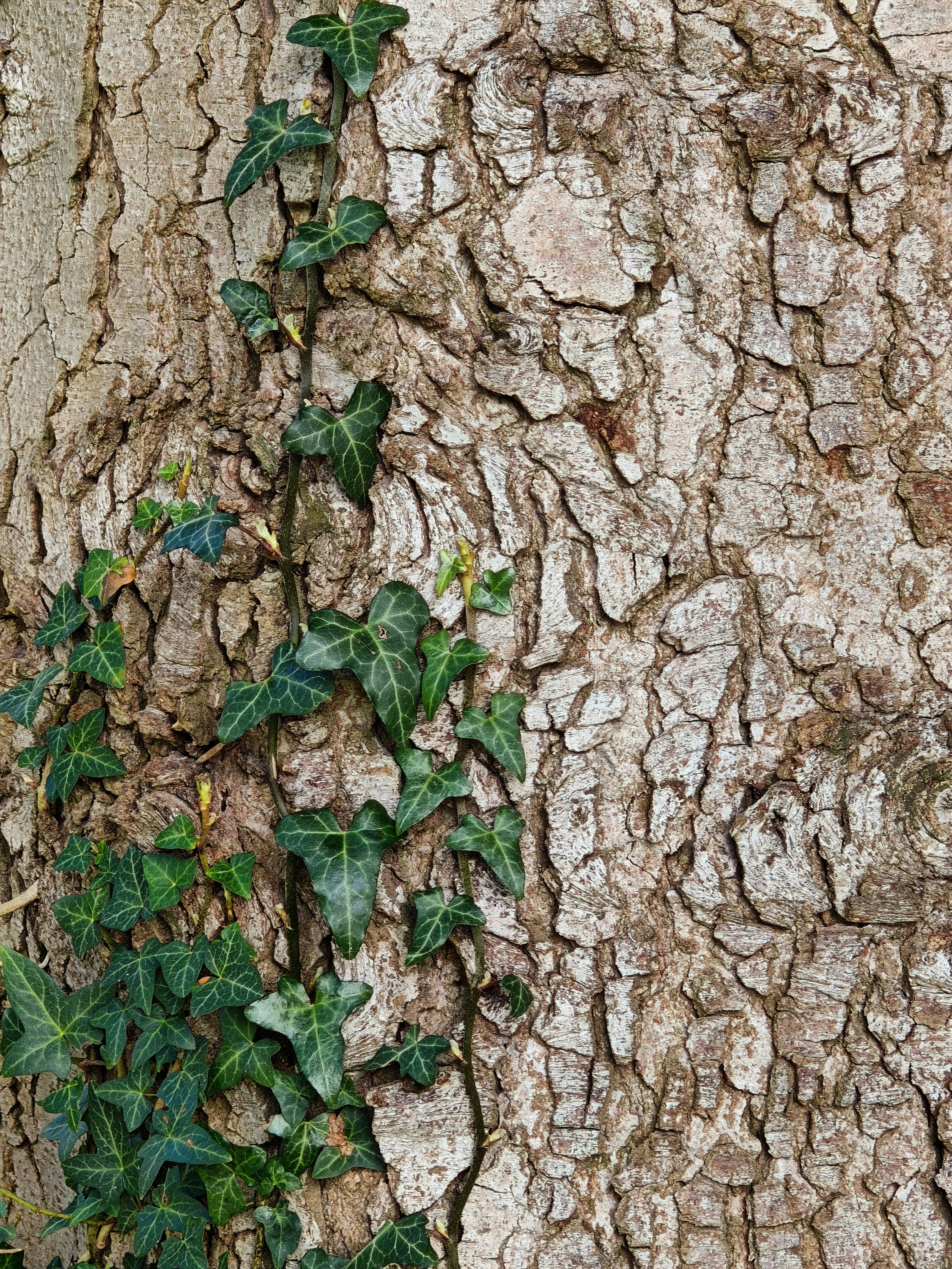 Green ivy growing on rough tree bark
