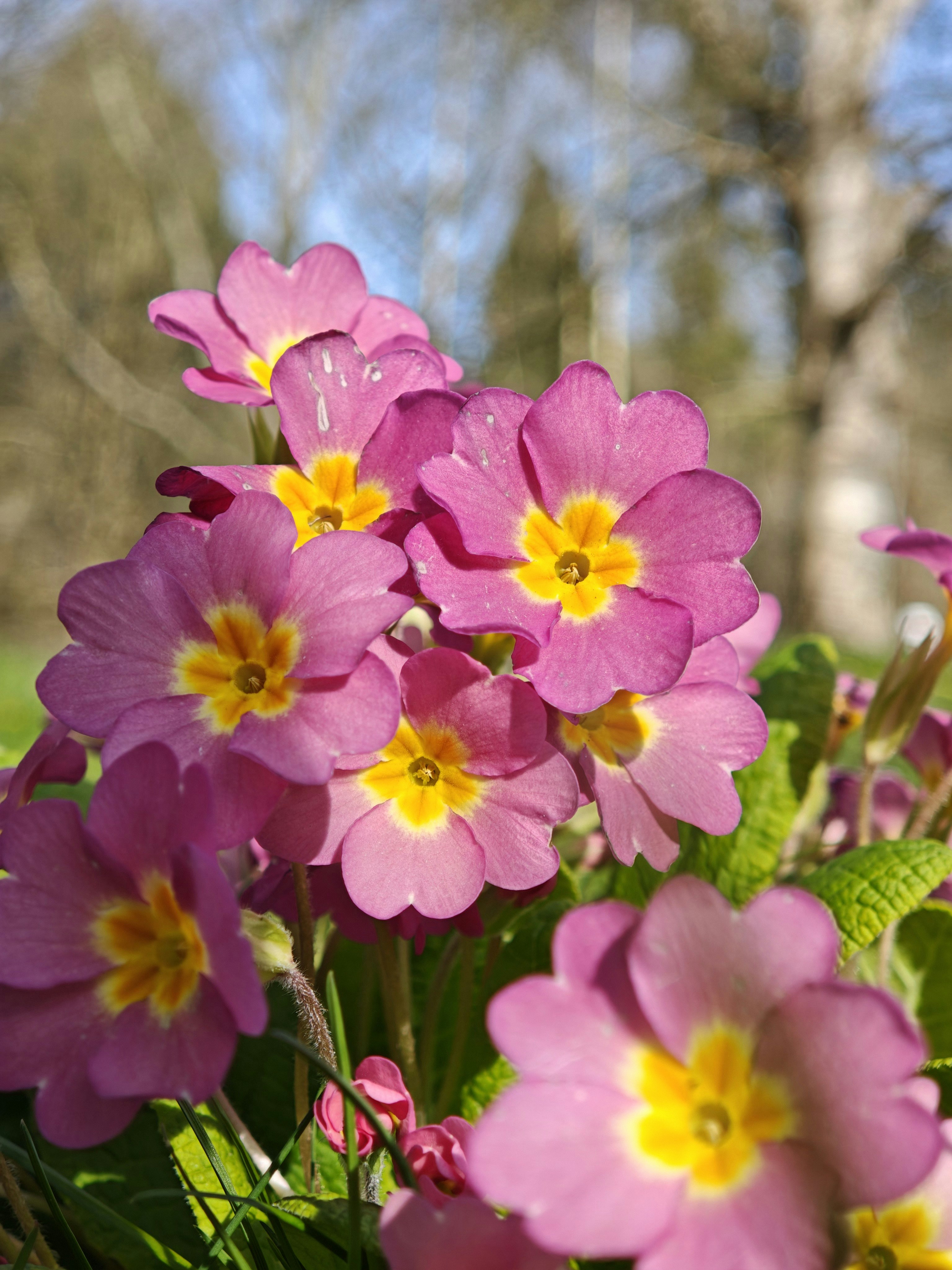 Pink primrose flowers with yellow centers bloom outdoors.