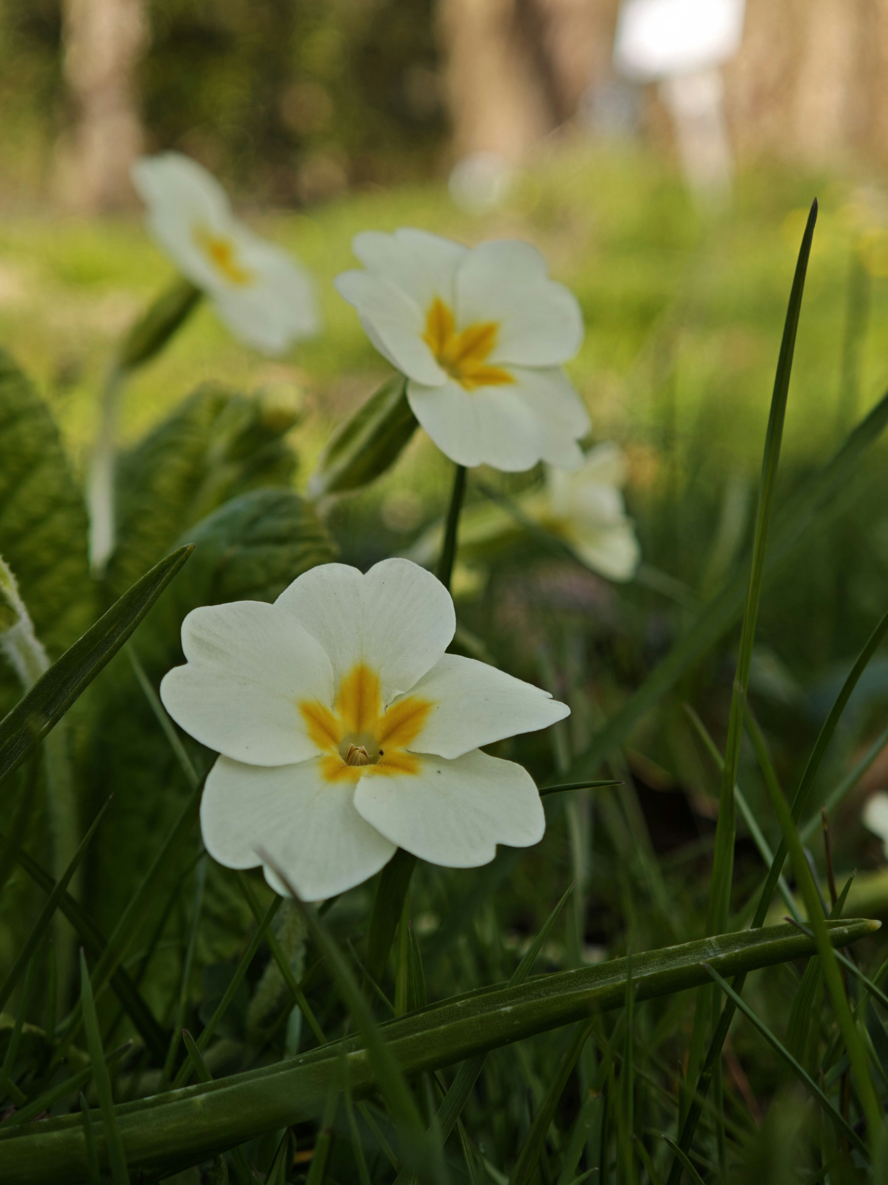 White primrose flowers blooming in green grass.