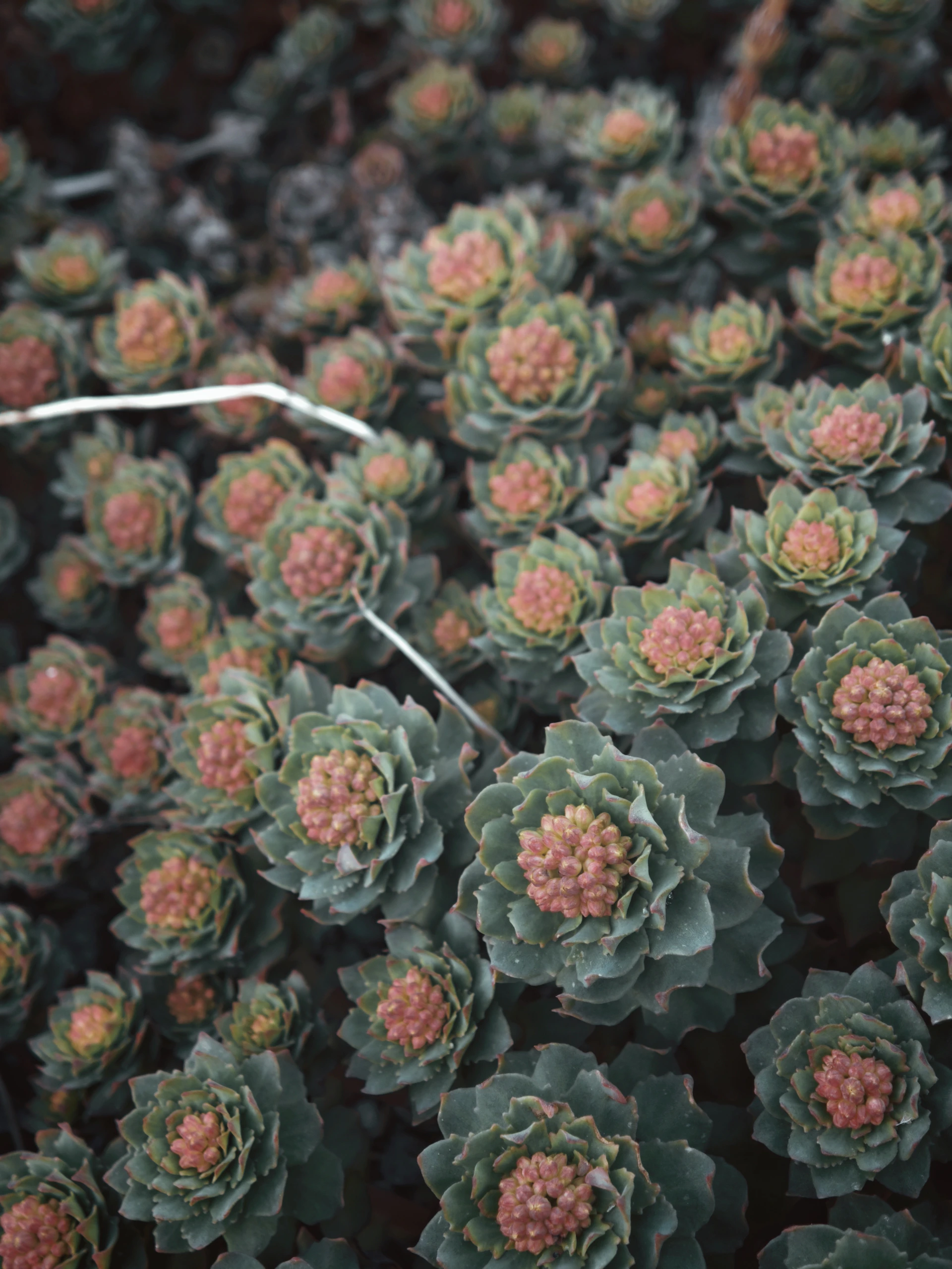 A cluster of green succulents with pinkish-orange centers