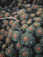 Rhodiola