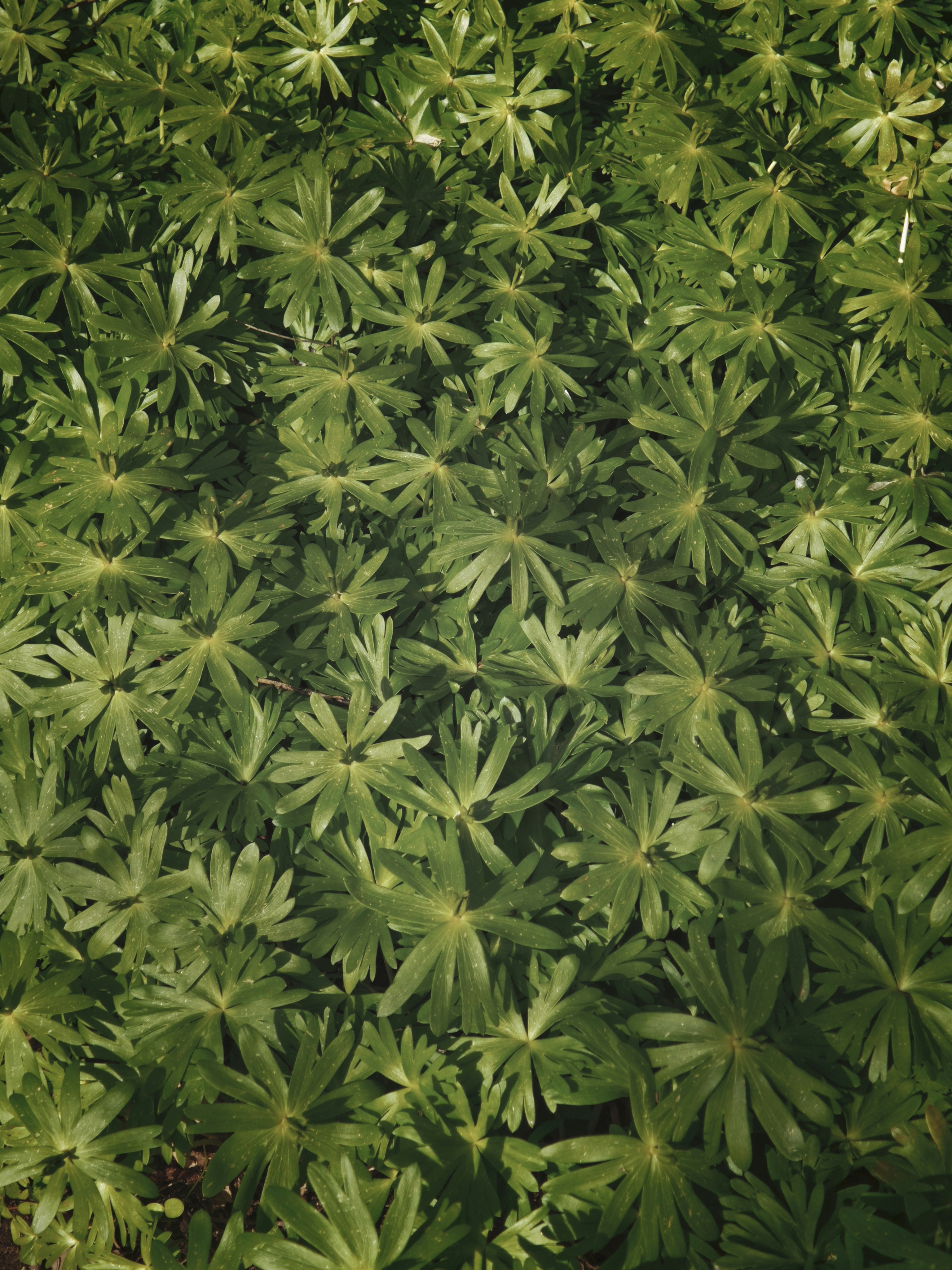 A dense field of green leafy plants.