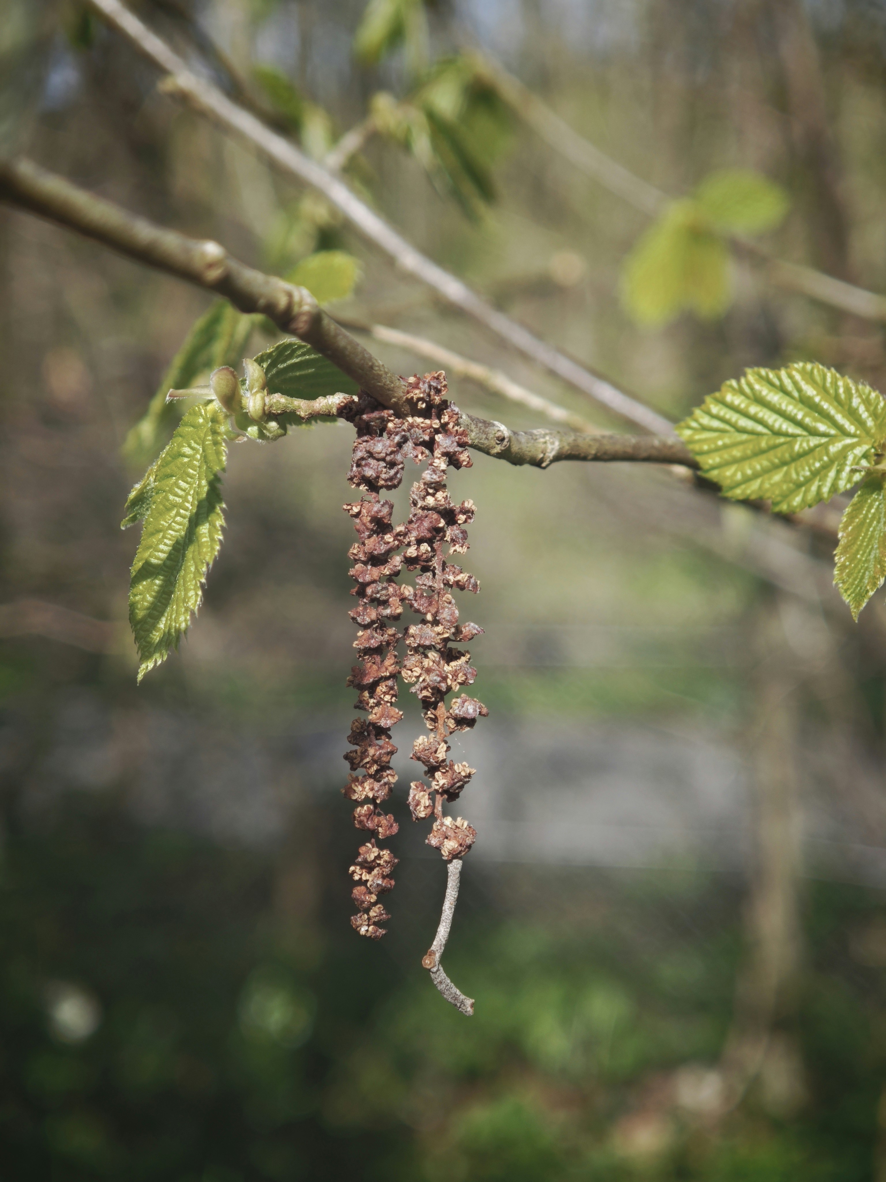 A dangling catkin on a tree branch