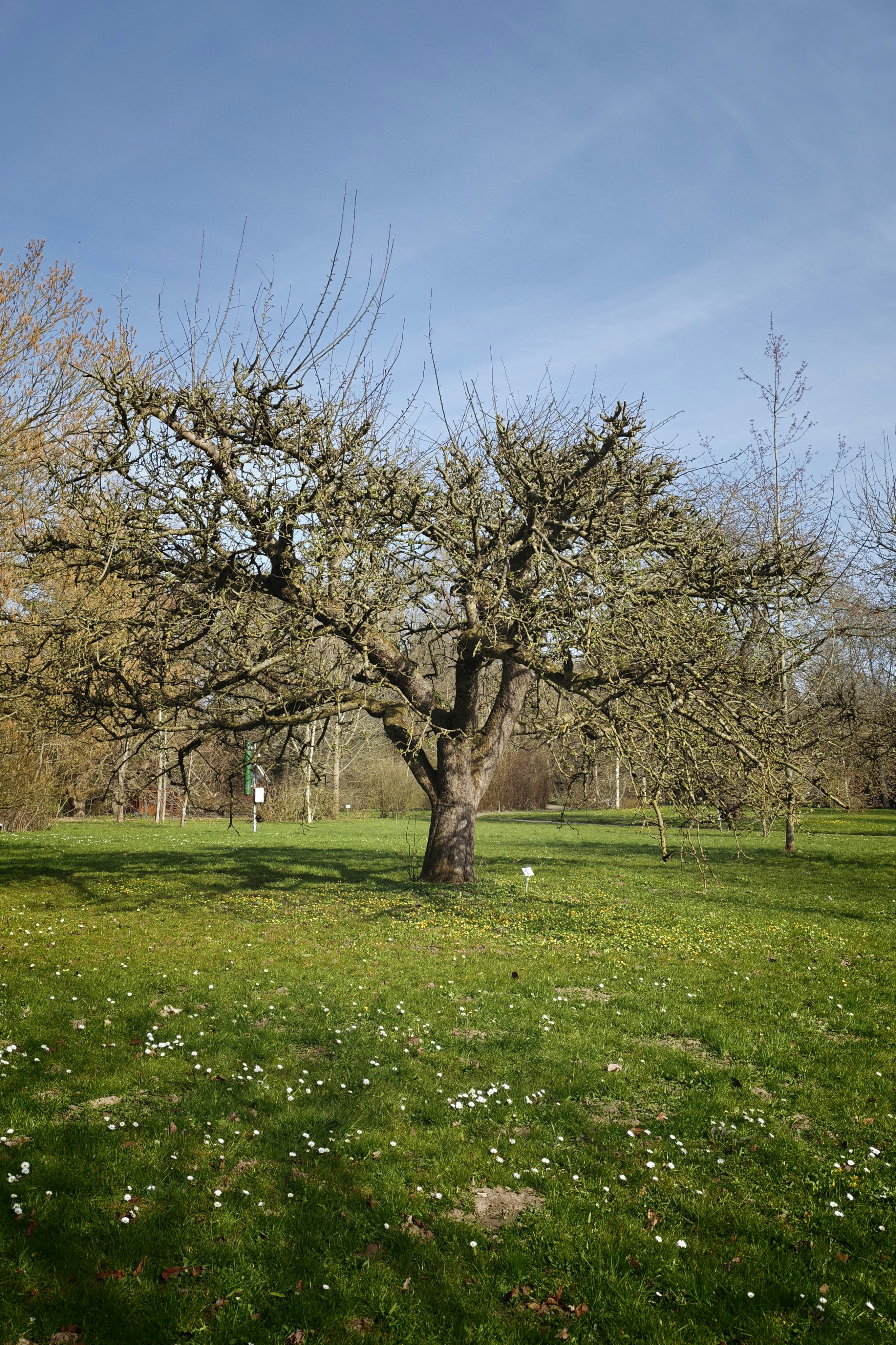 spring tree pruning