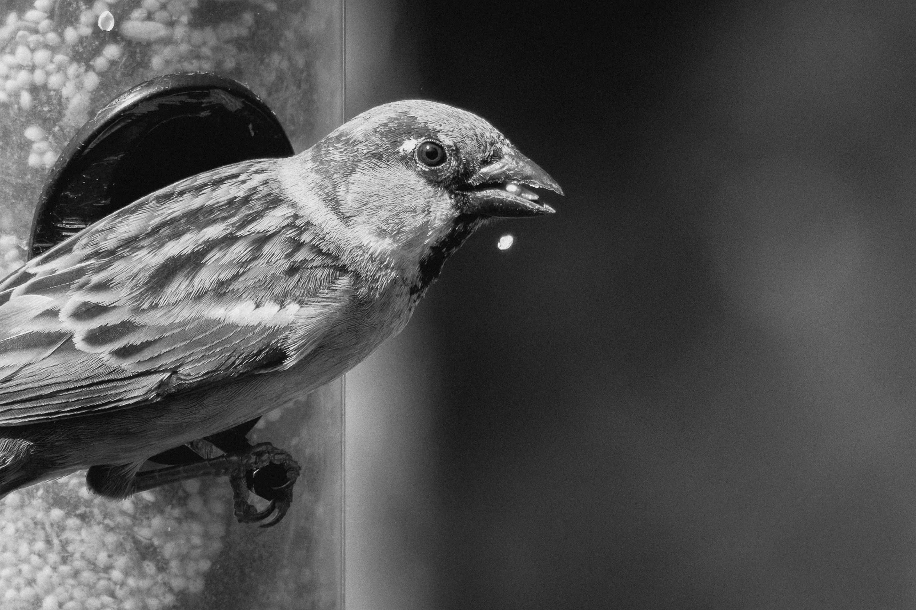 A sparrow eats seeds from a bird feeder