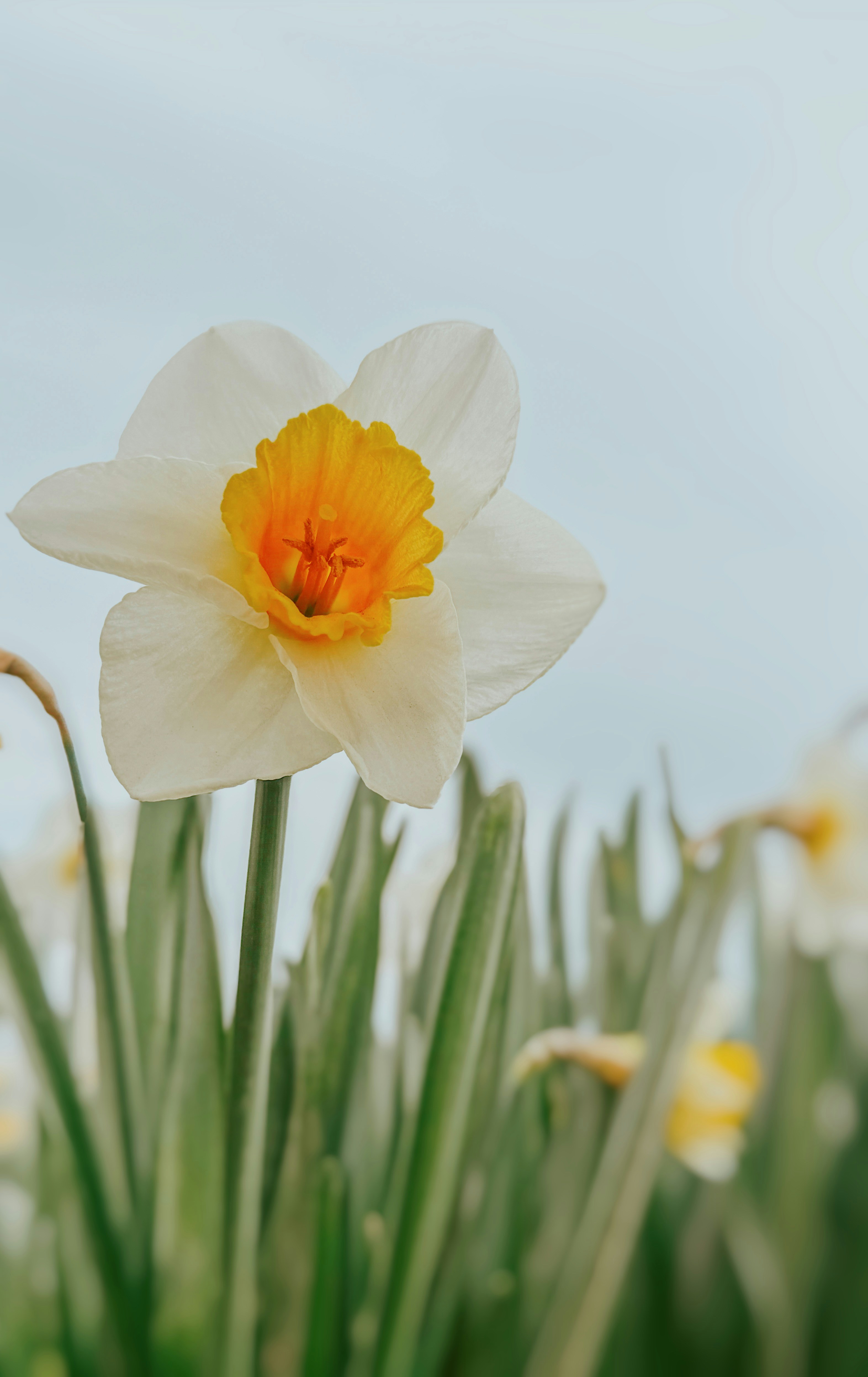 A white and yellow daffodil flower in a field.
