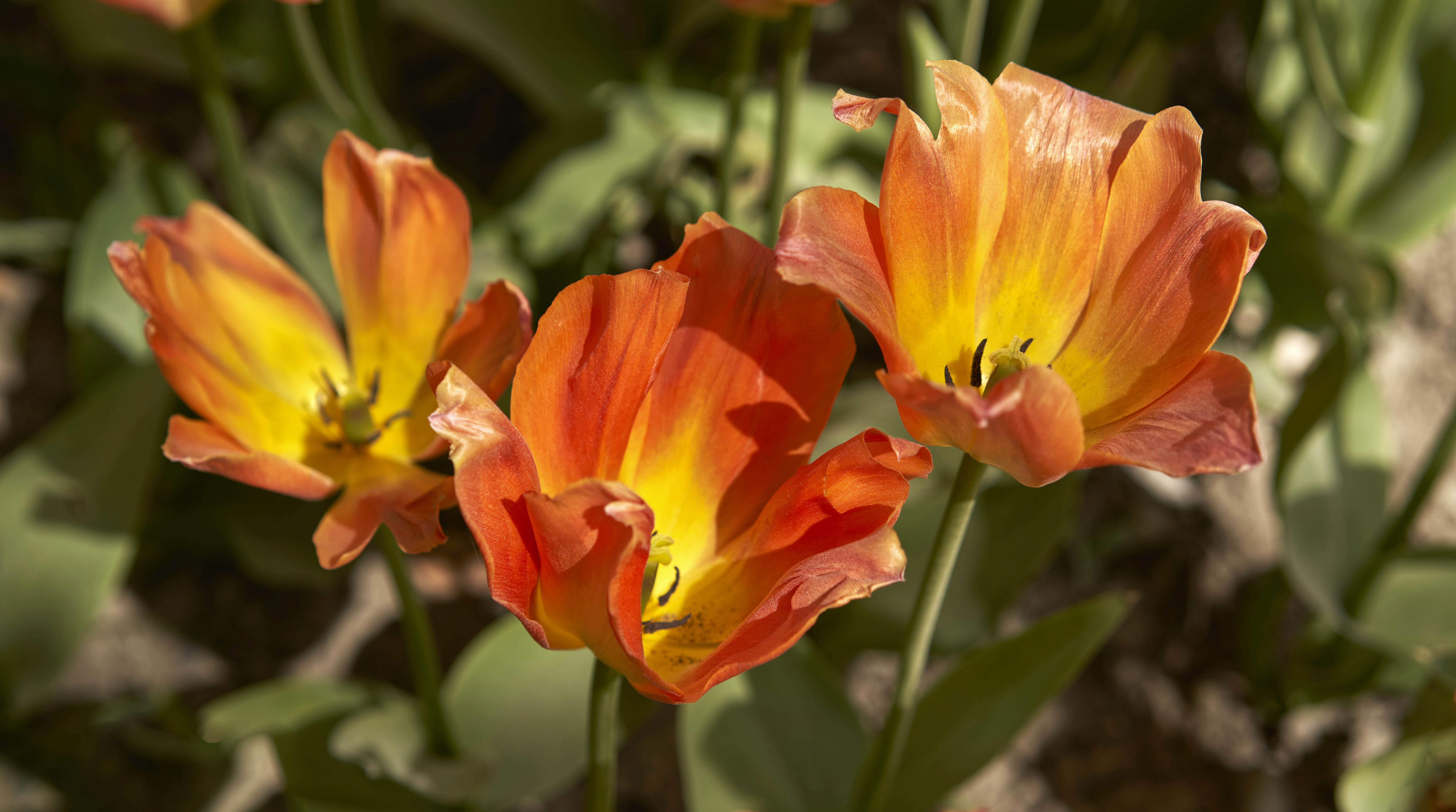 Drei leuchtend orangefarbene Tulpen blühen im Sonnenlicht.