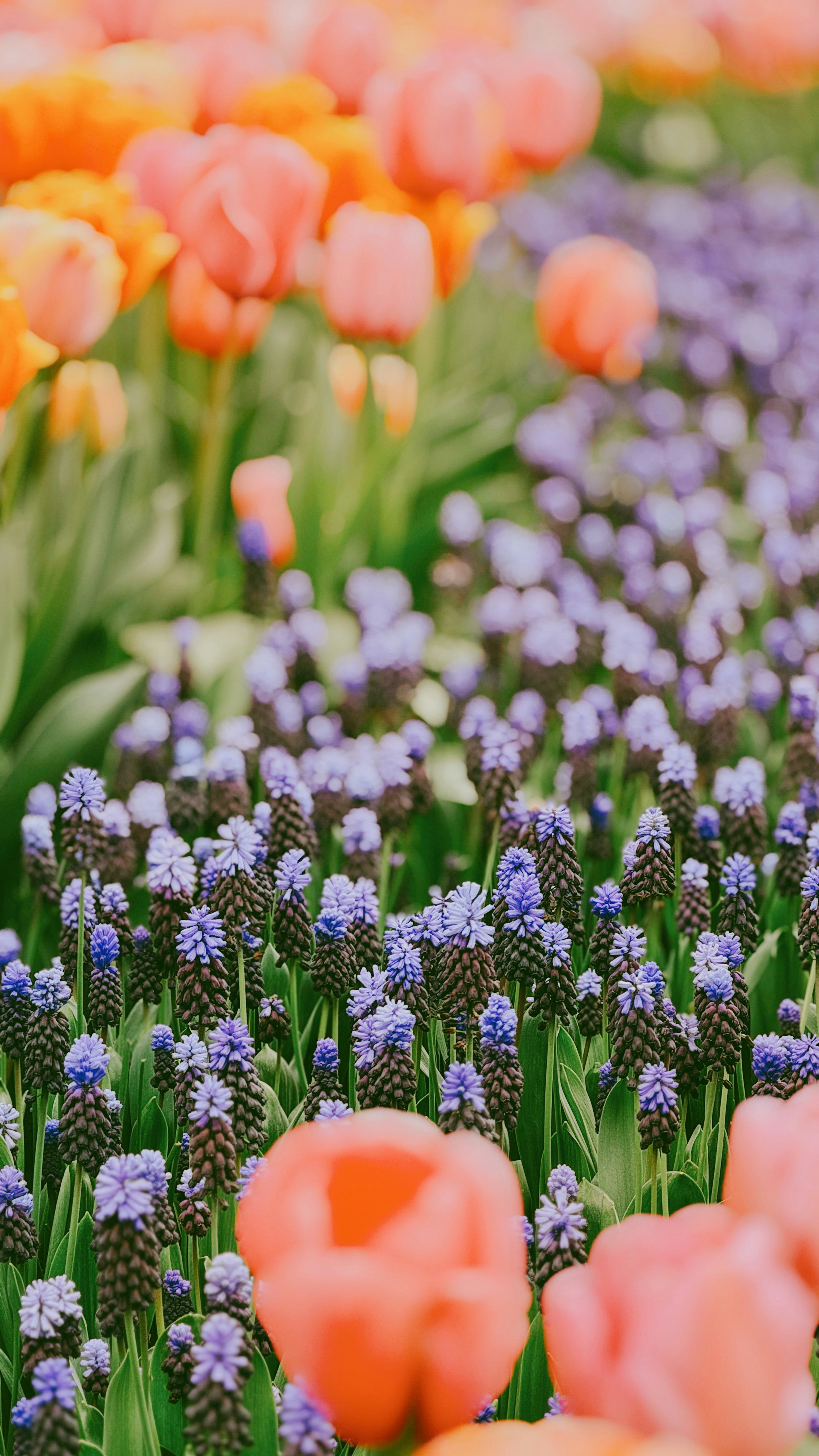 A field of colorful tulips and grape hyacinths.
