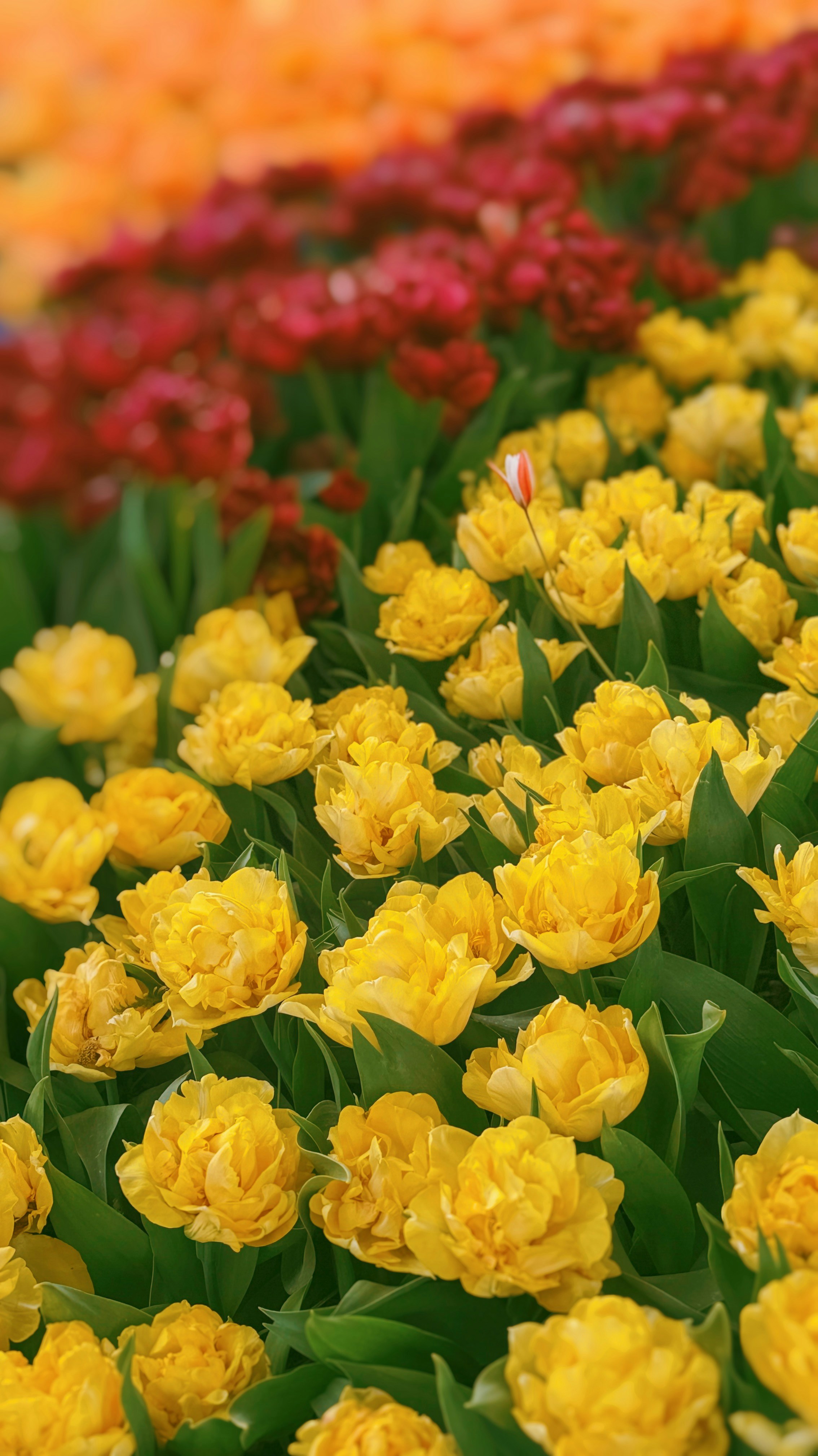 Field of yellow tulips with red and orange tulips behind.