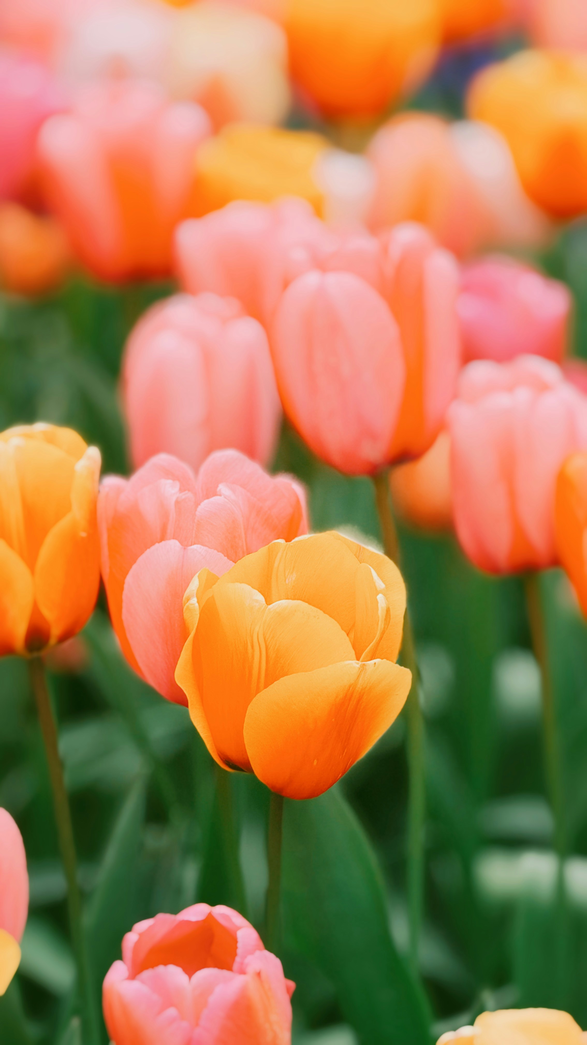 Field of vibrant orange and pink tulips