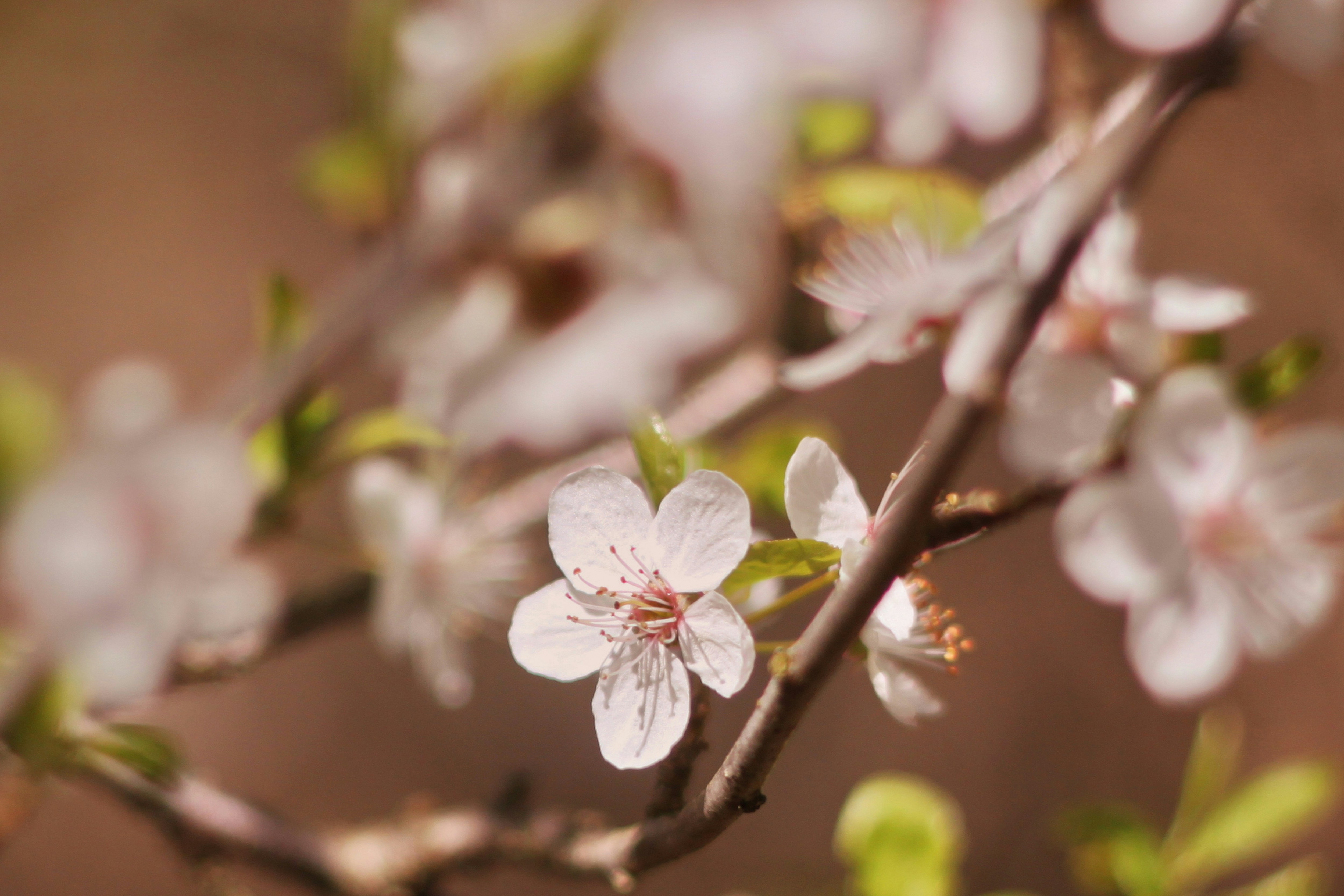 Delicadas flores blancas en una rama de árbol.