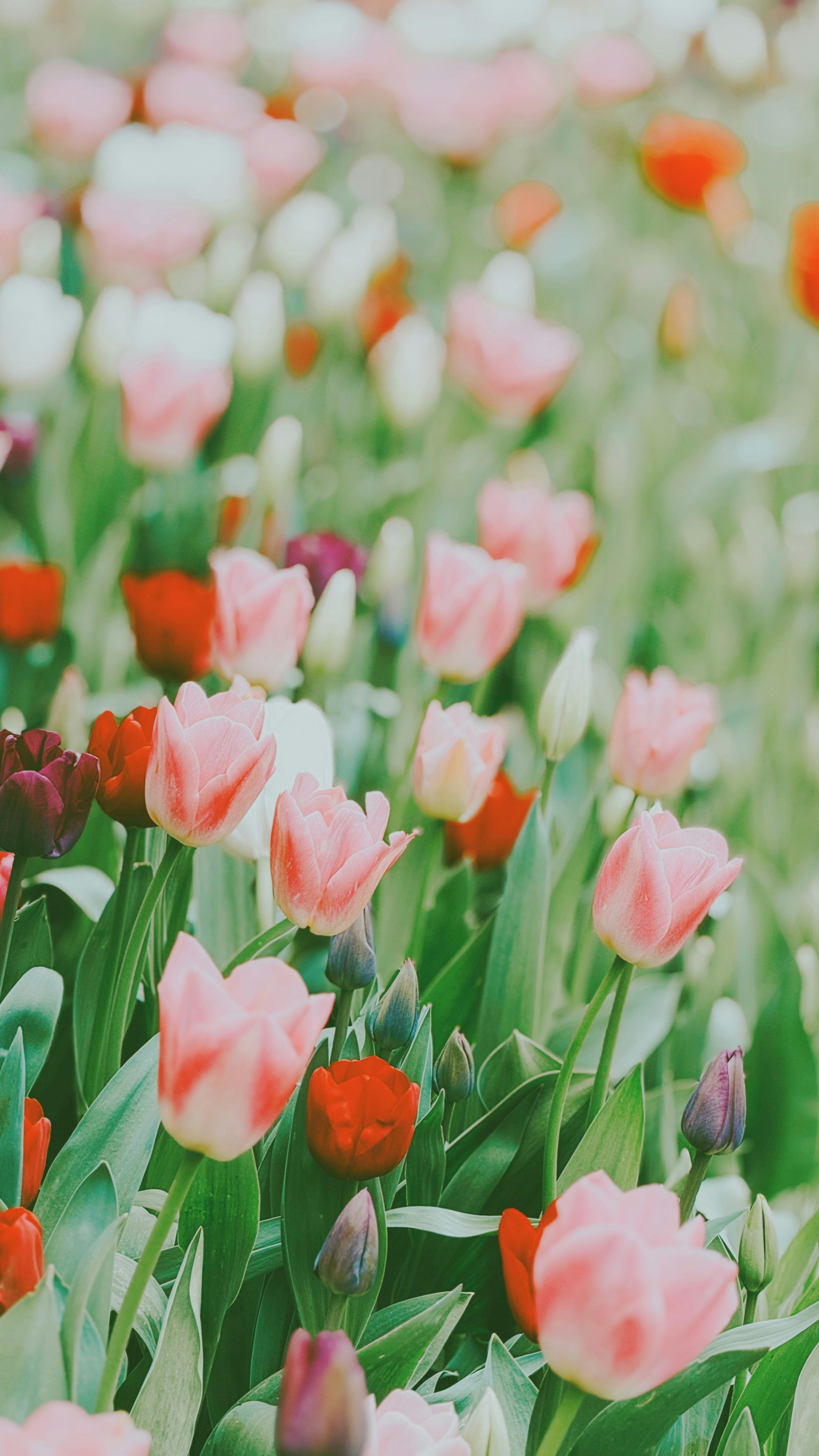 Field of pink and red tulips in bloom.