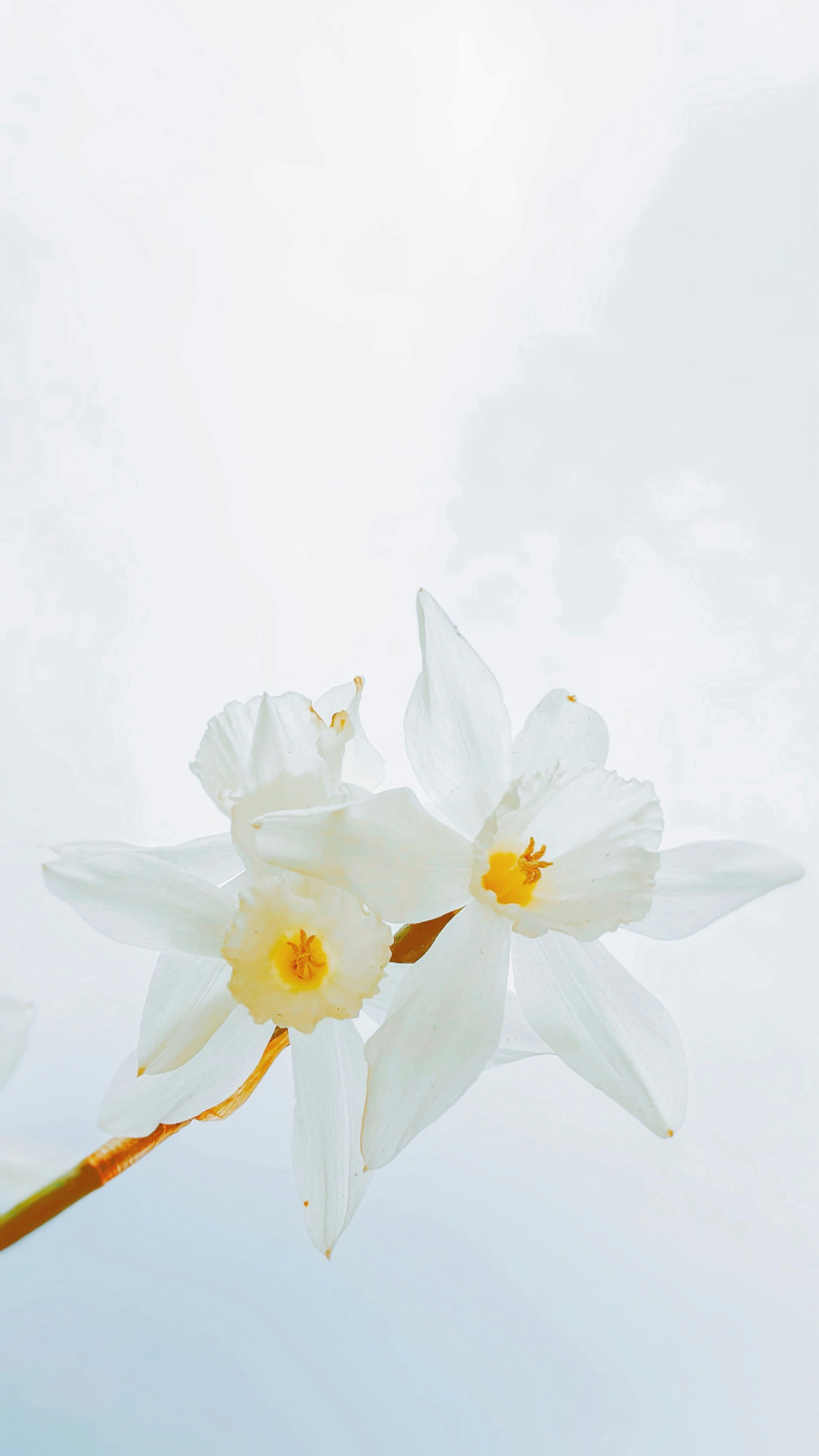 Two white daffodils bloom against a bright sky