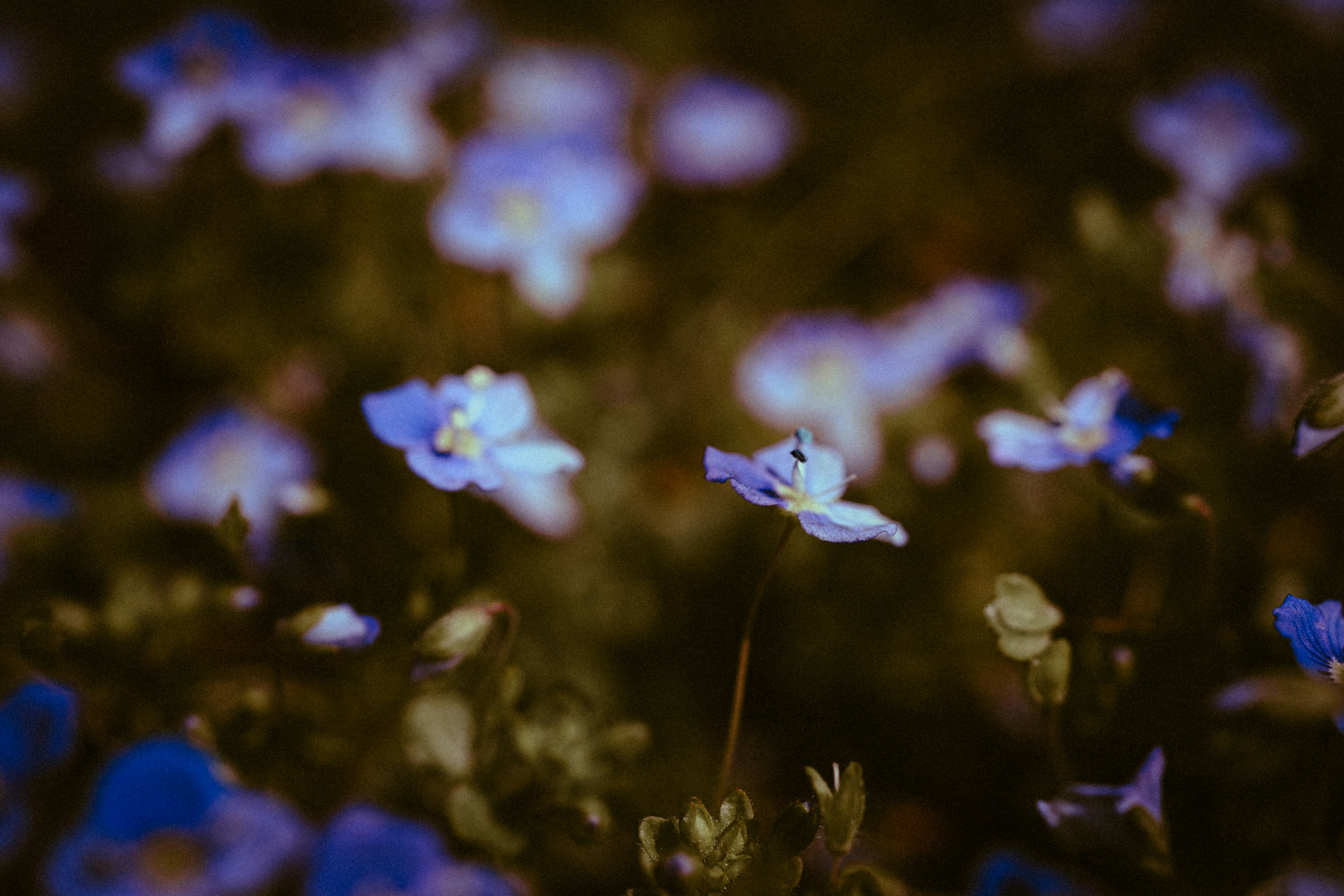 繊細な青い花が柔らかな背景に咲いています。