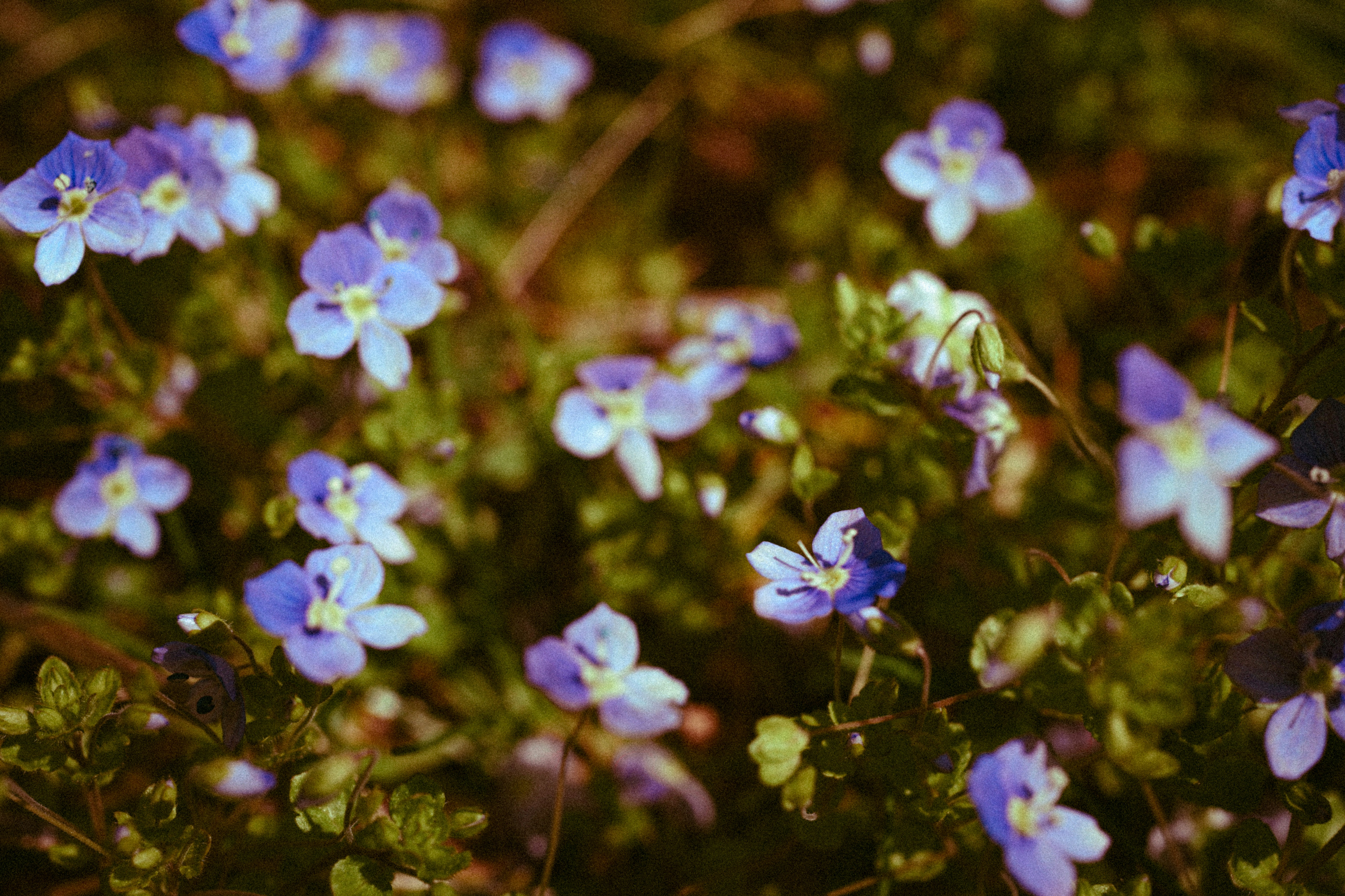 緑の草原に咲く小さな青い野花。