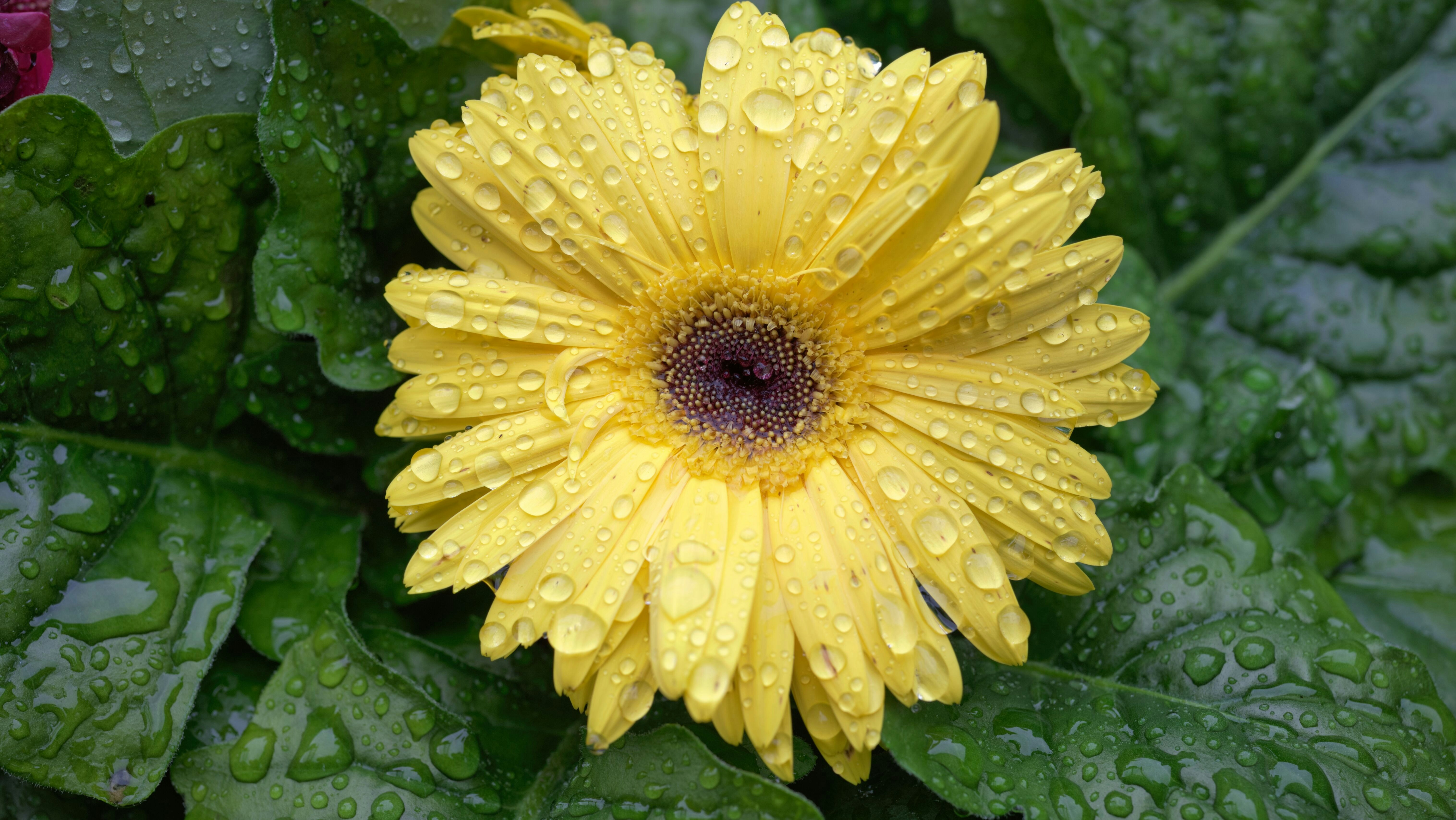 Una gerbera gialla con gocce d'acqua.