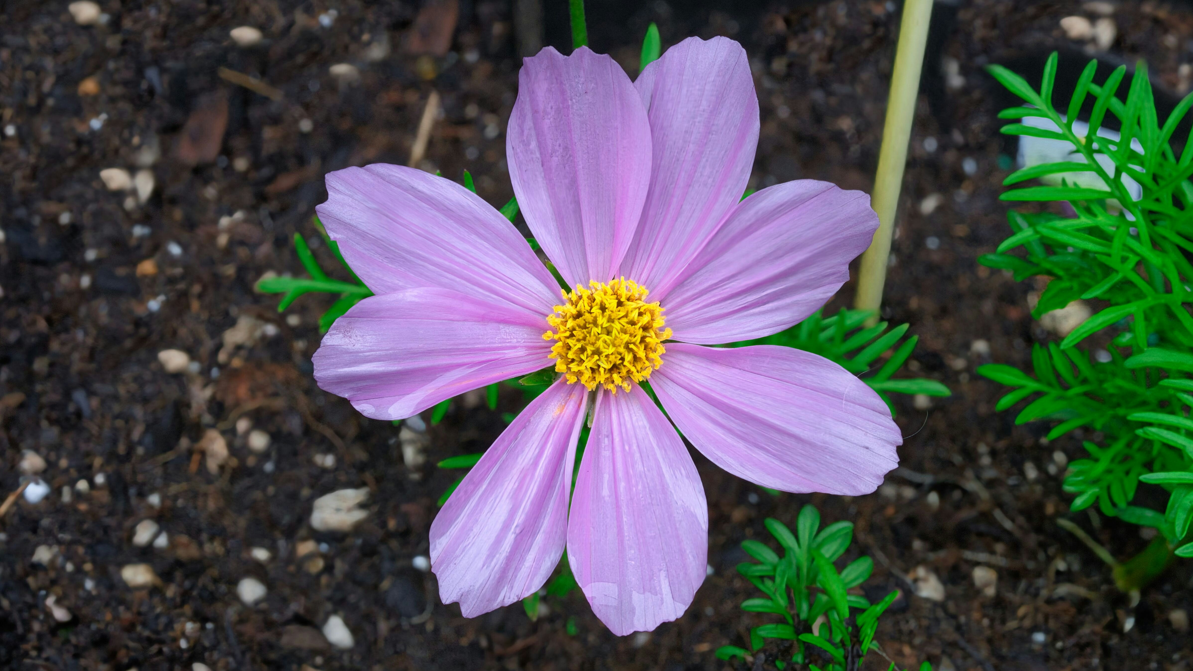 Un delicato fiore cosmo rosa fiorisce nel terreno.