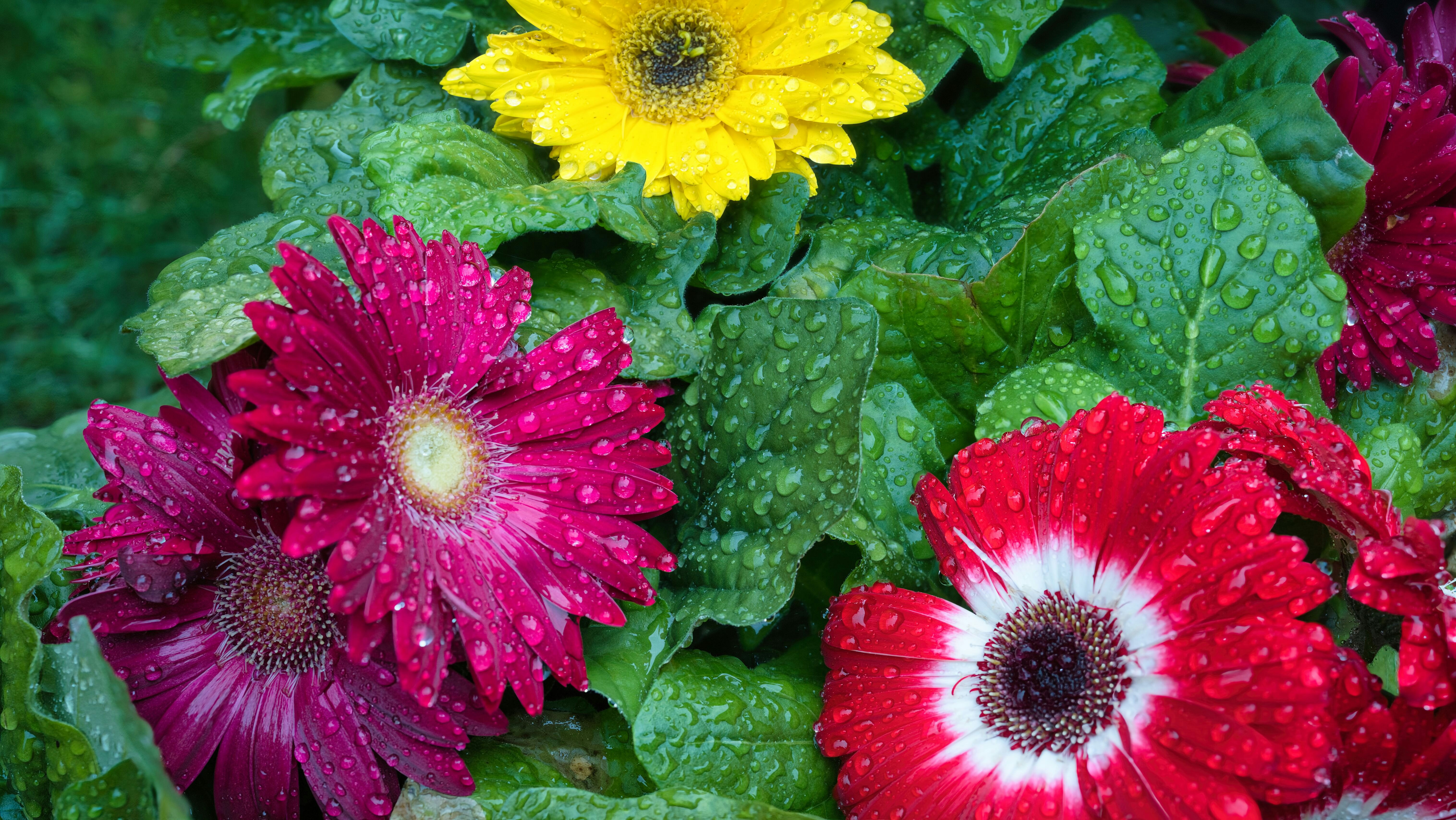Margherite gerbera colorate con gocce d'acqua sui petali.