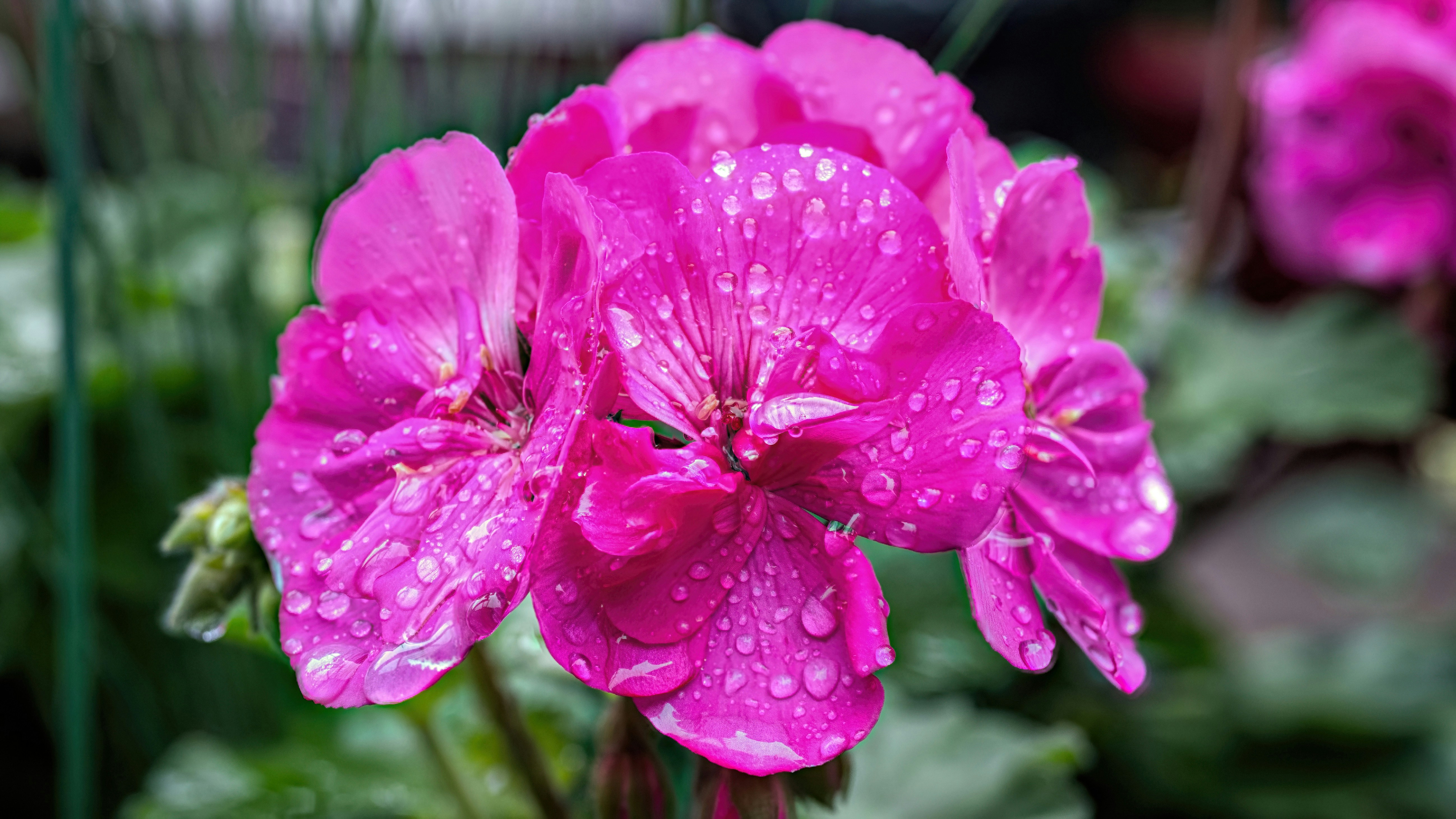 Un vivace geranio rosa coperto di gocce d'acqua.