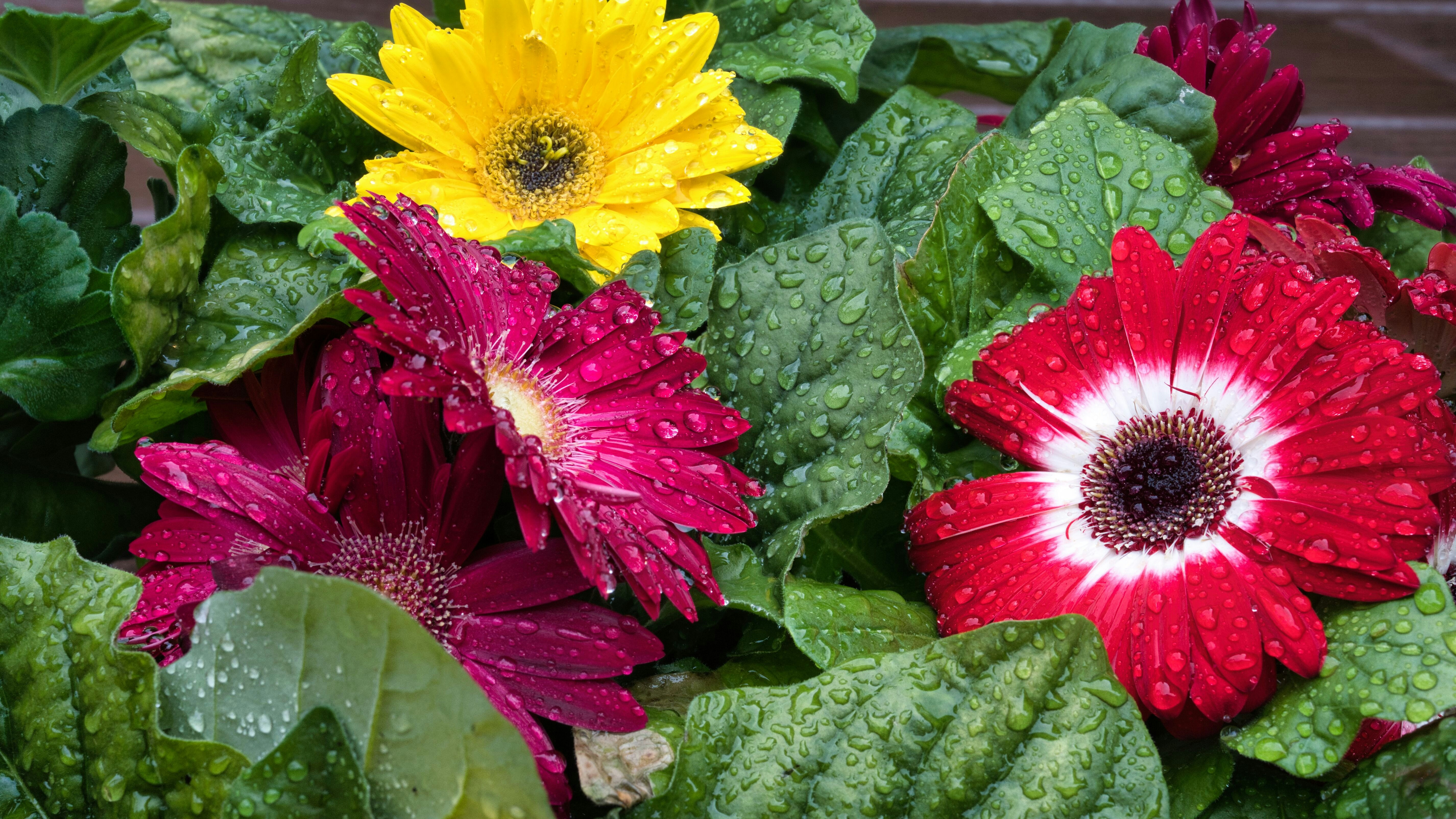 Margherite gerbera brillanti con gocce d'acqua sui petali.