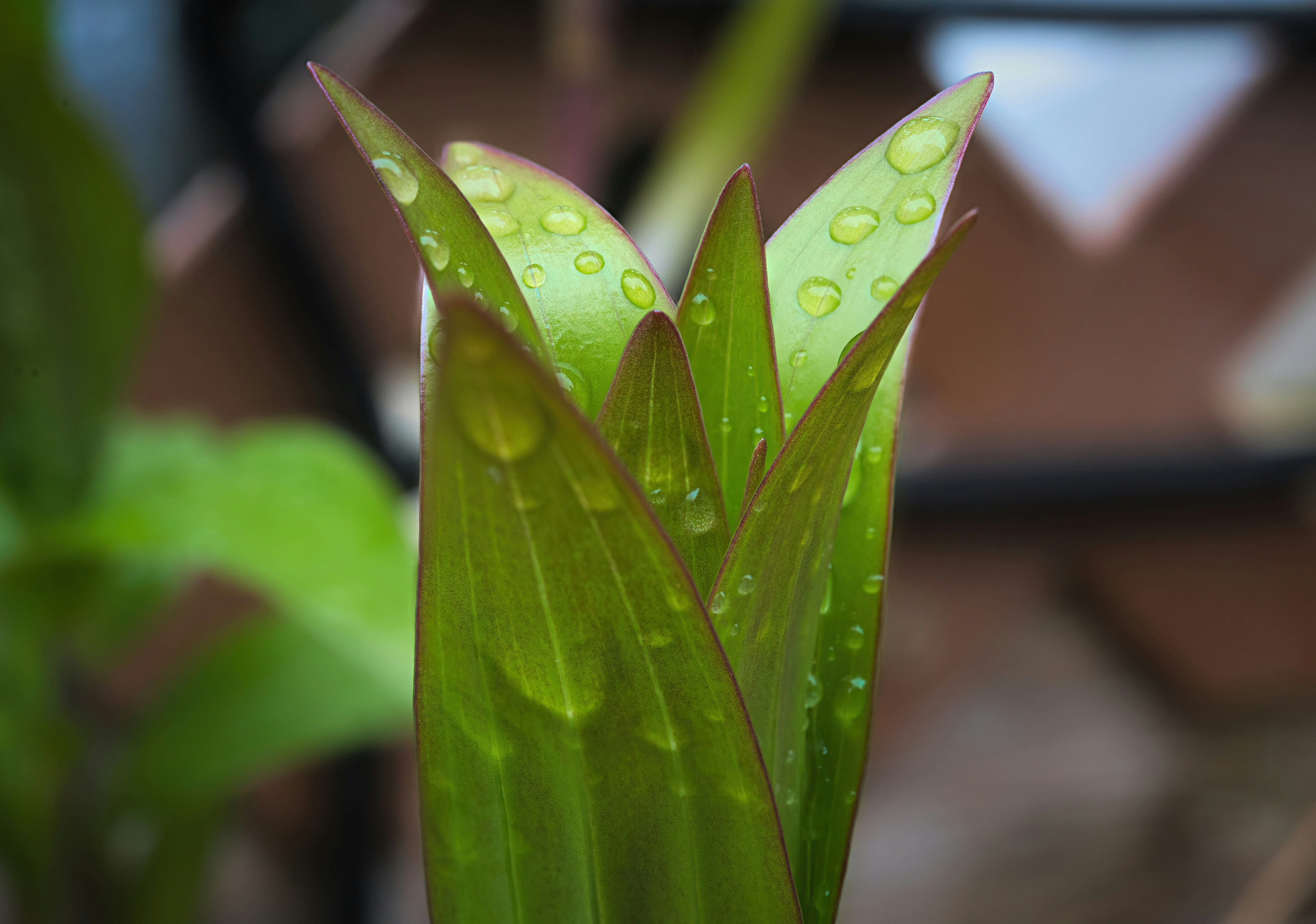 Foglie verdi di piante con gocce d'acqua dopo la pioggia.