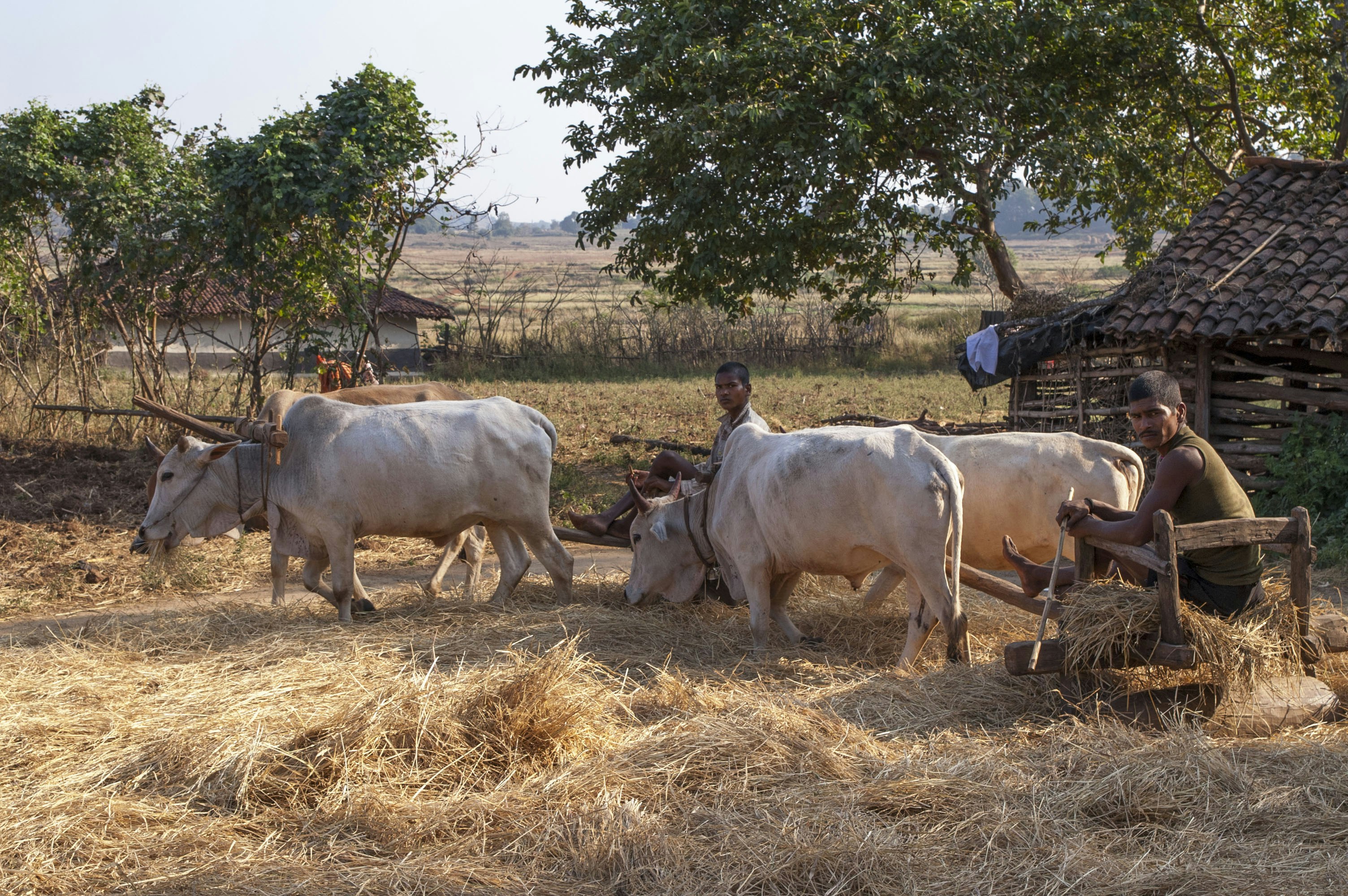 The Importance of Traditional Farming for Food Security and Cultural Heritage