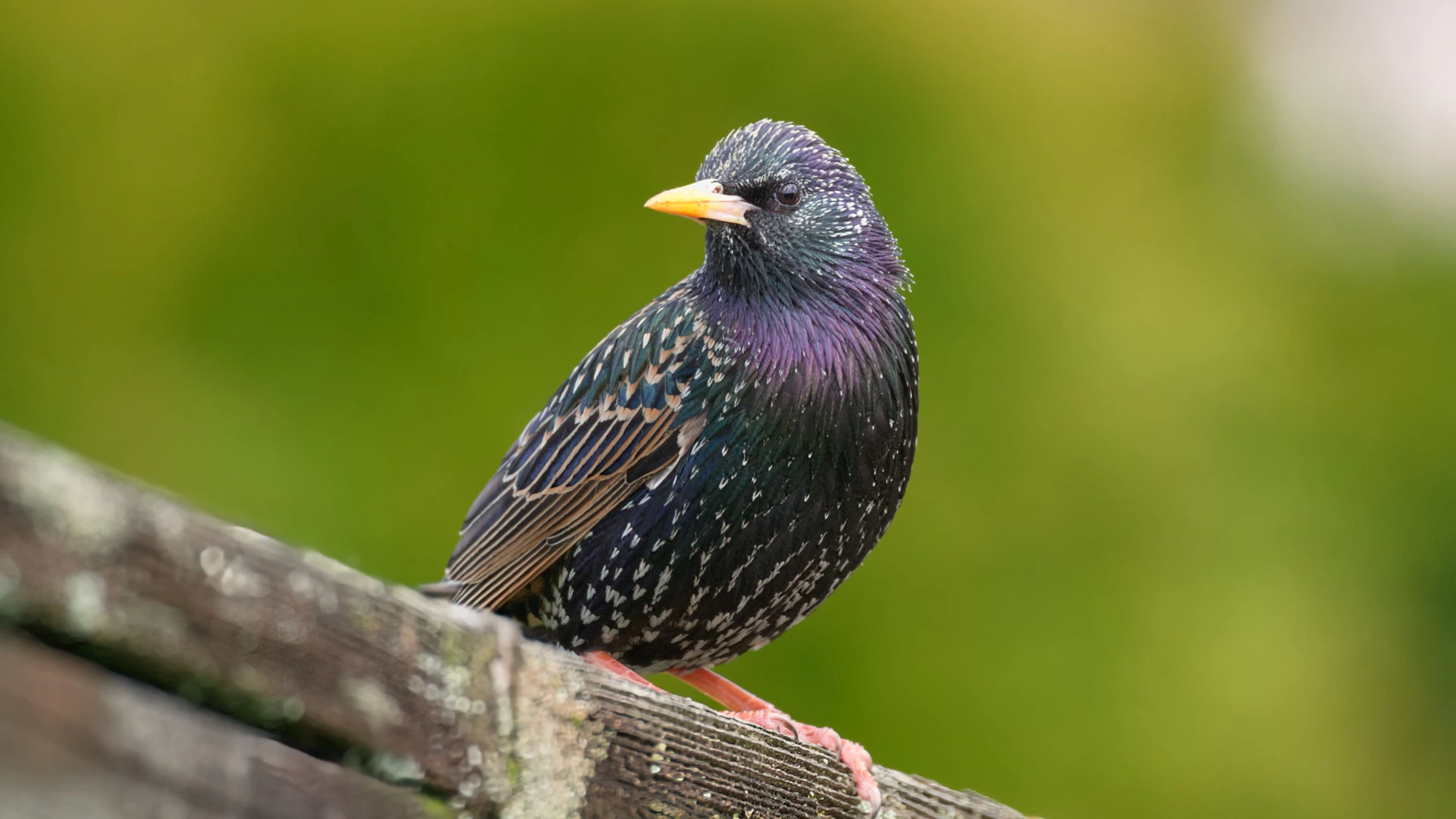A starling bird perched on a wooden fence.
