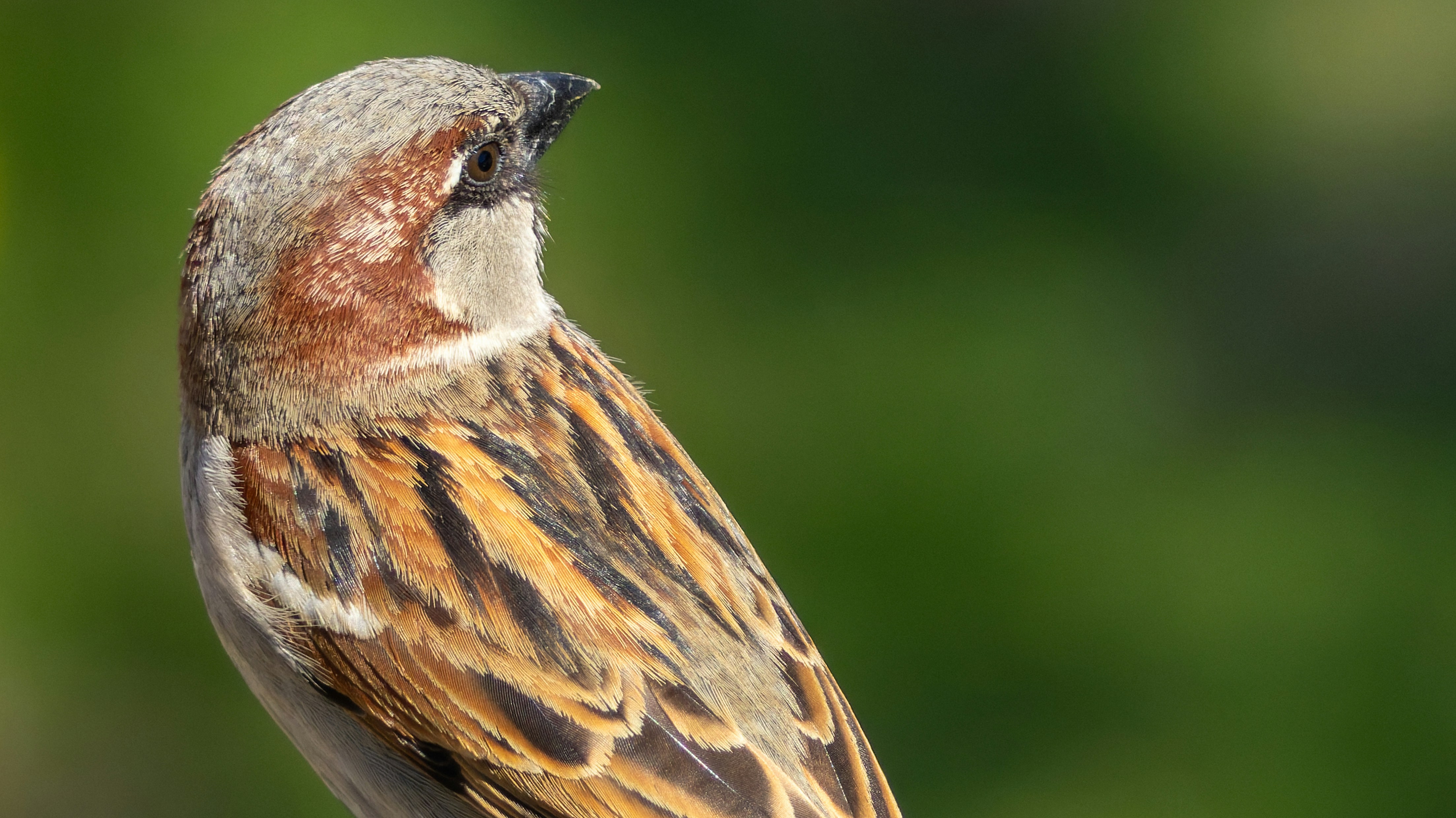 A close-up of a sparrow with brown and white feathers.