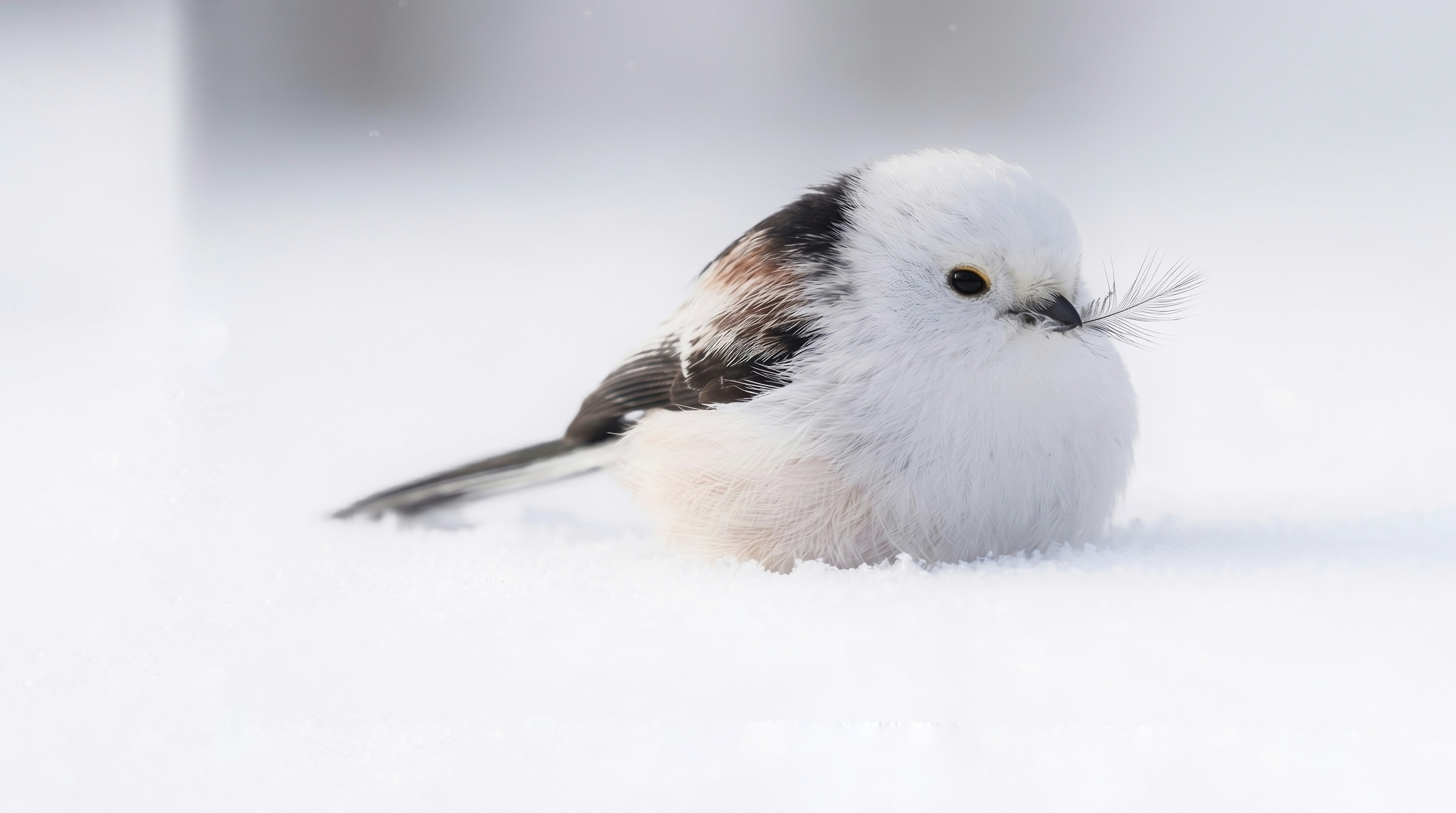 A small white bird sits in the snow.