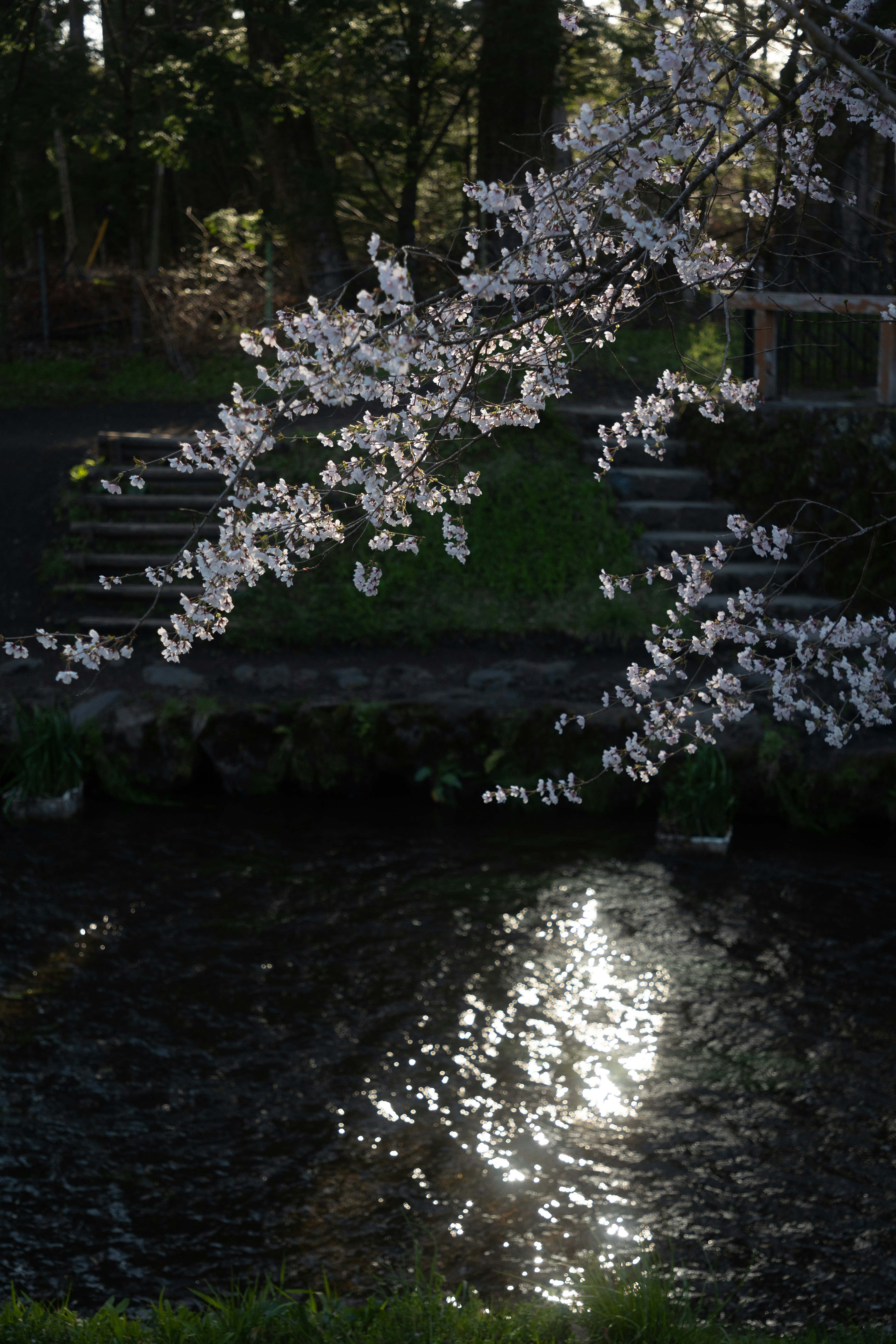 Cherry blossoms reflect on a rippling stream