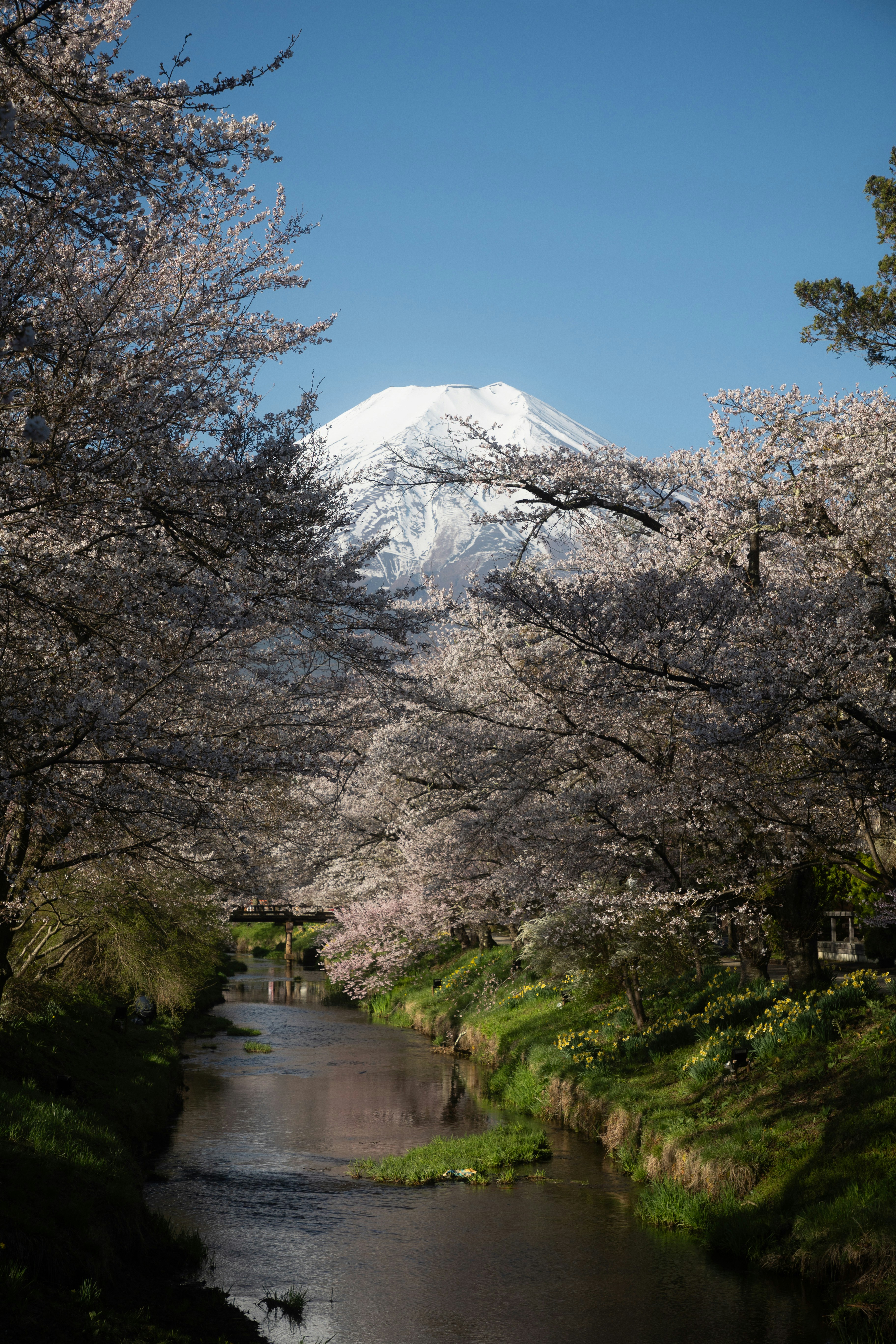 Mount fuji framed by cherry blossoms and a stream.