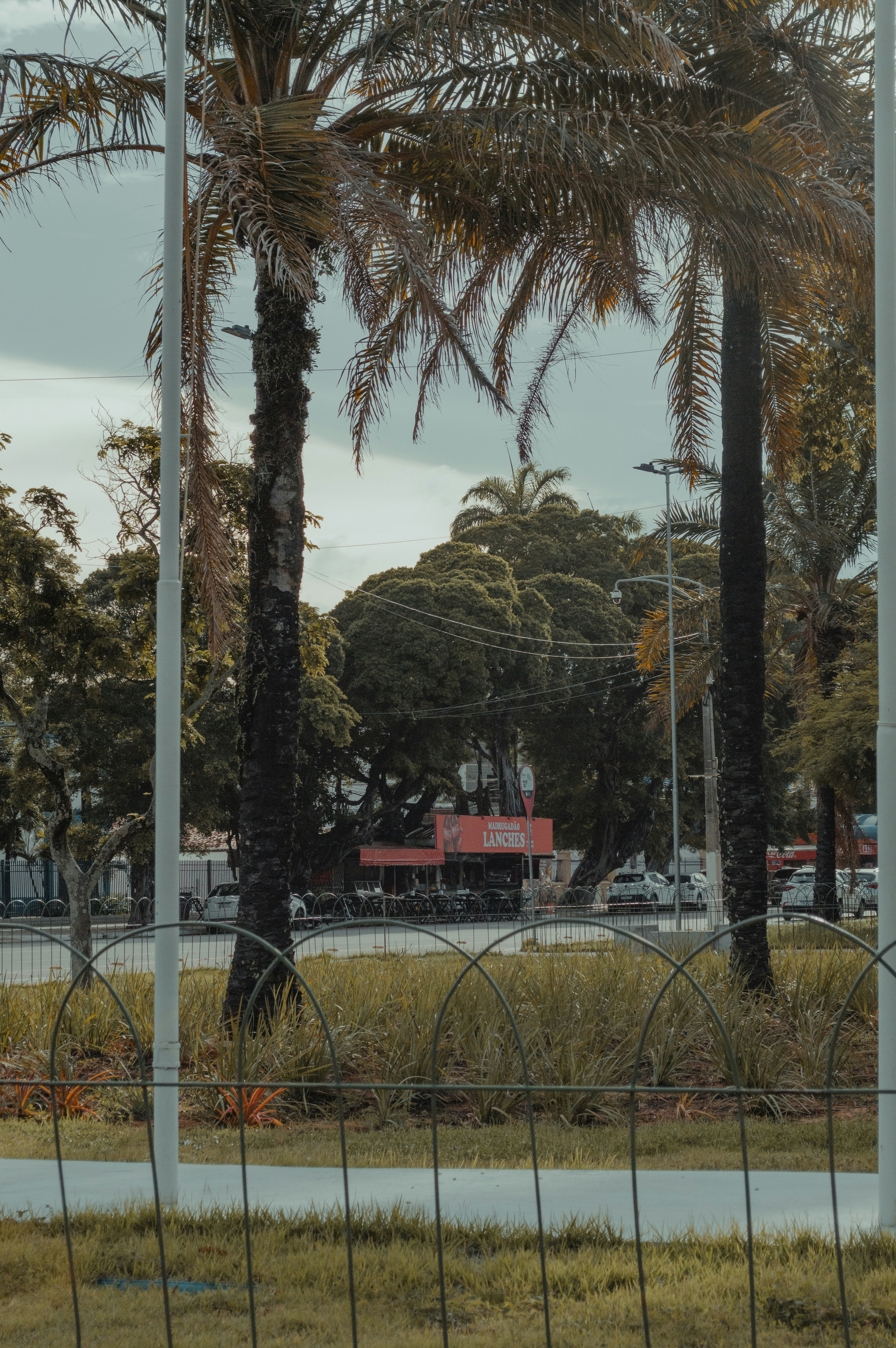 Palmen säumen eine Straße mit Gebäuden im Hintergrund.