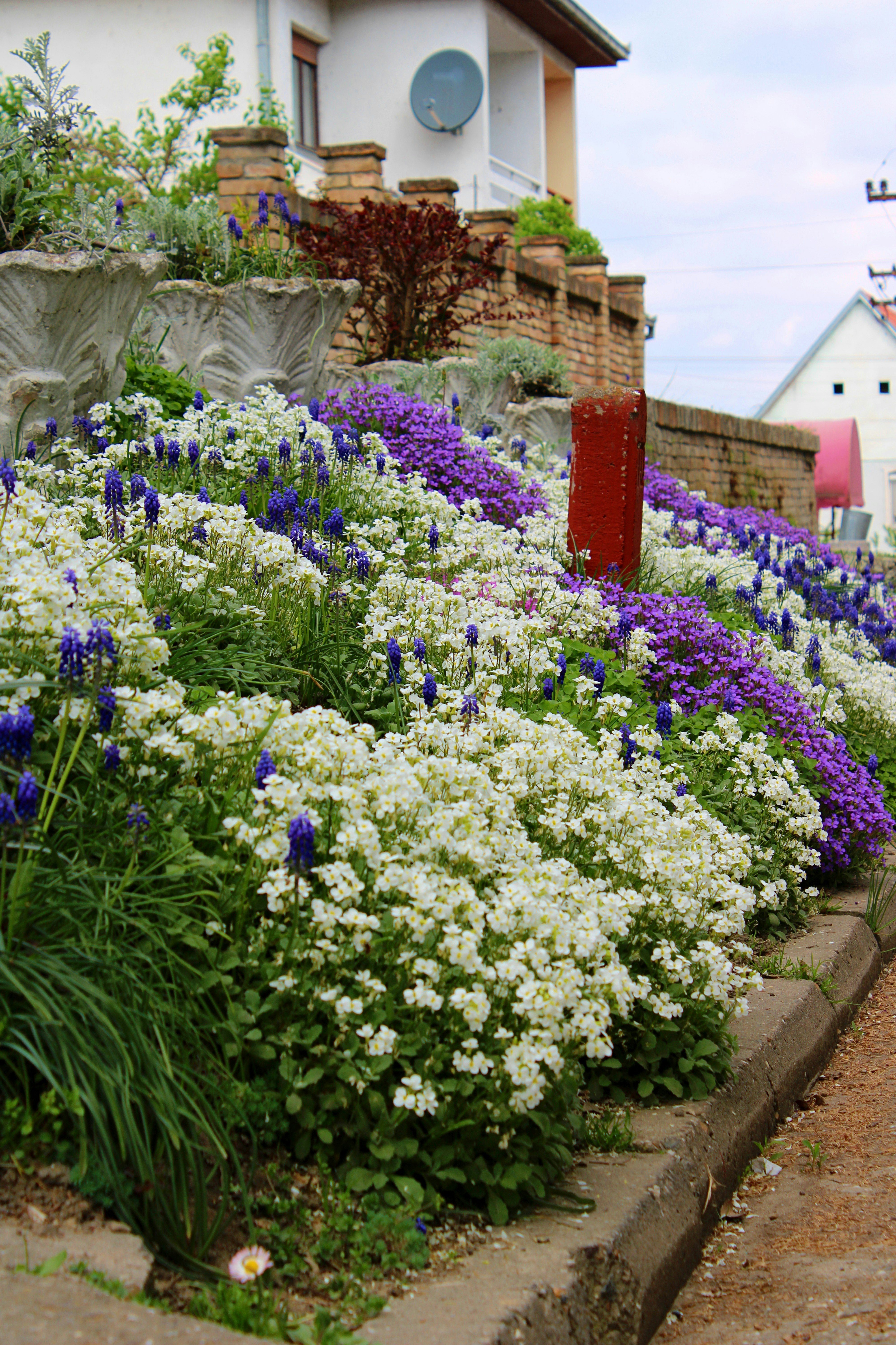 White and purple flowers on a terraced garden slope.