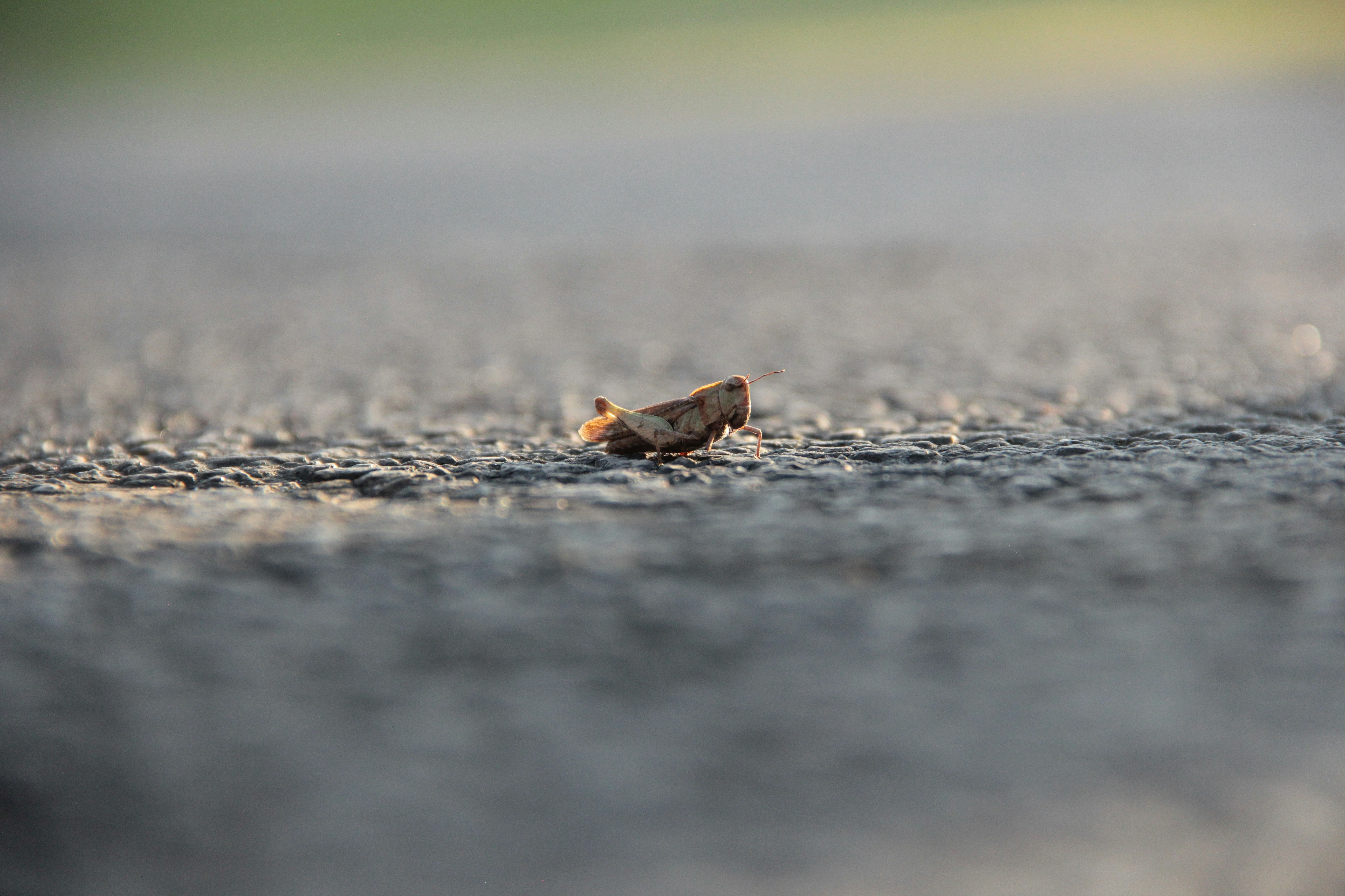 Un petit morceau de débris sur une surface pavée.