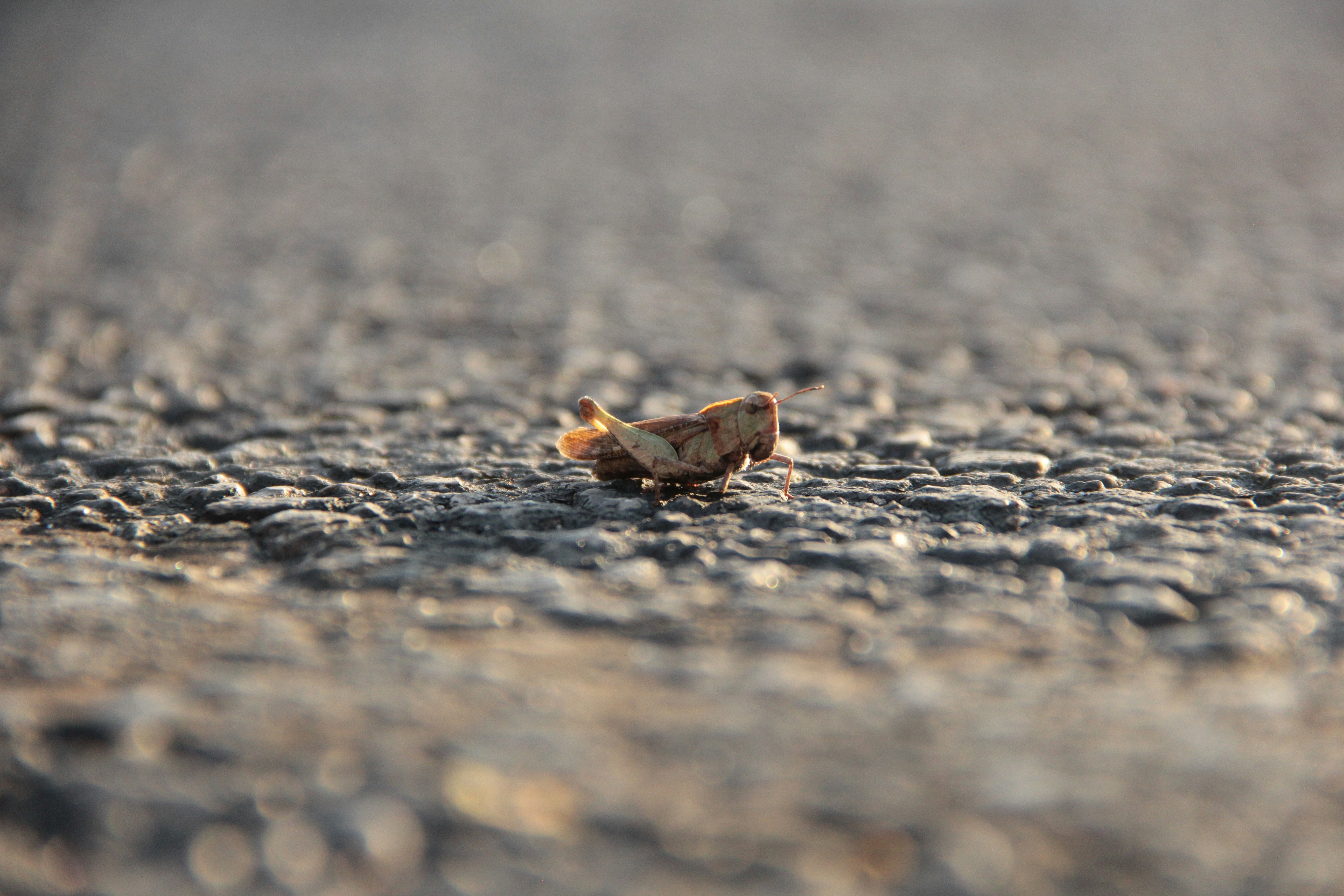 Un petit rocher repose sur une surface d’asphalte texturée.